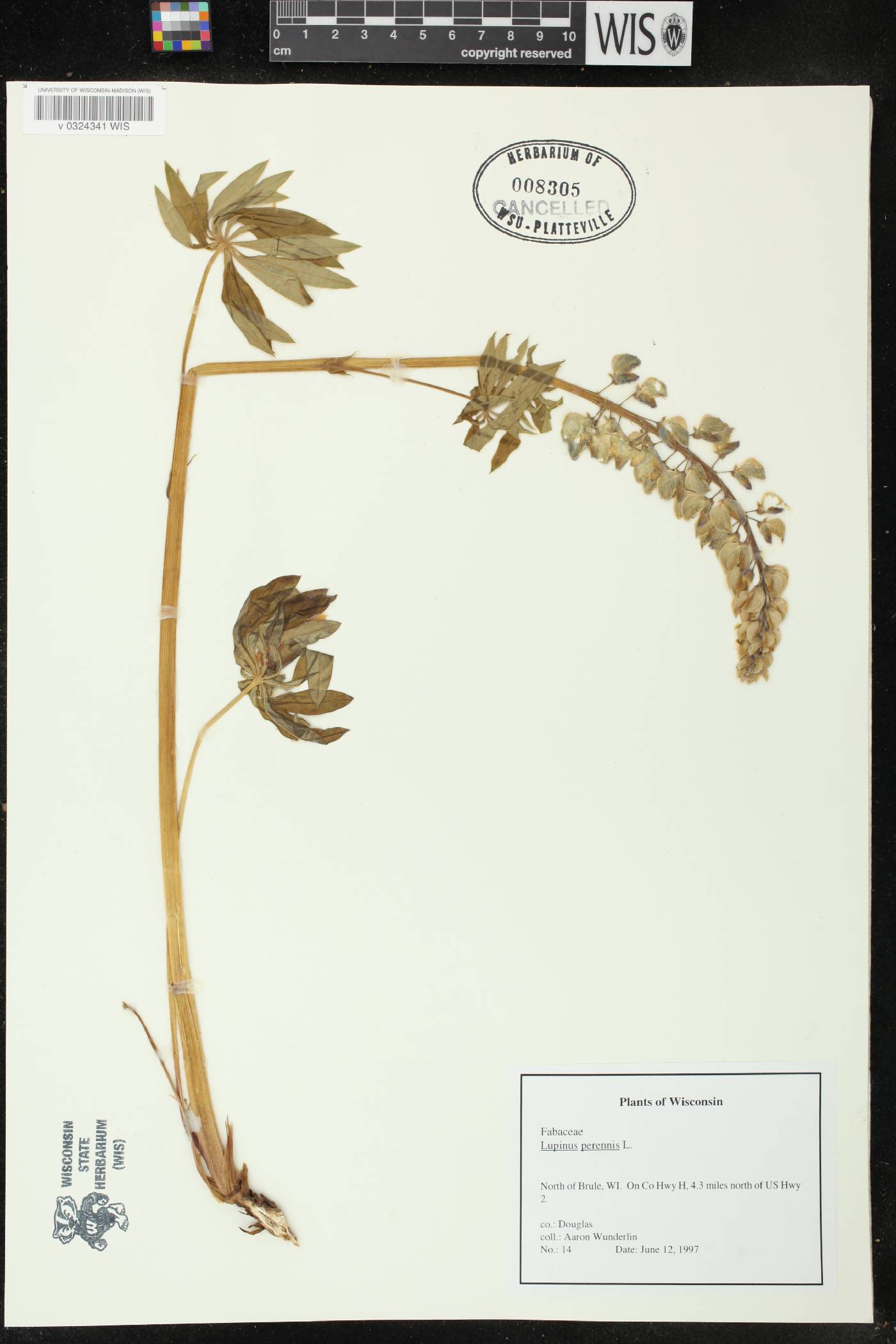 Lupinus perennis image