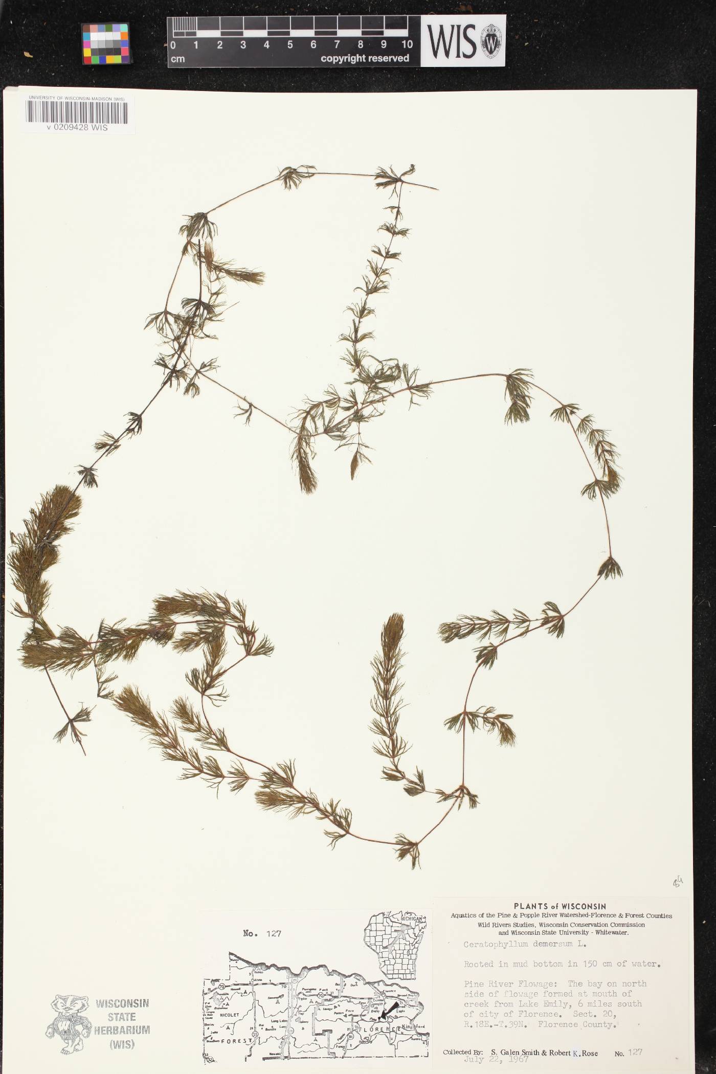 Ceratophyllum demersum image