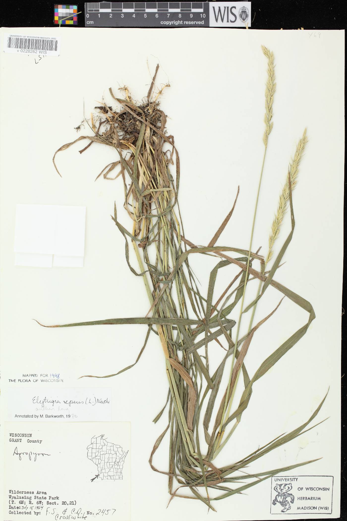 Elymus repens image