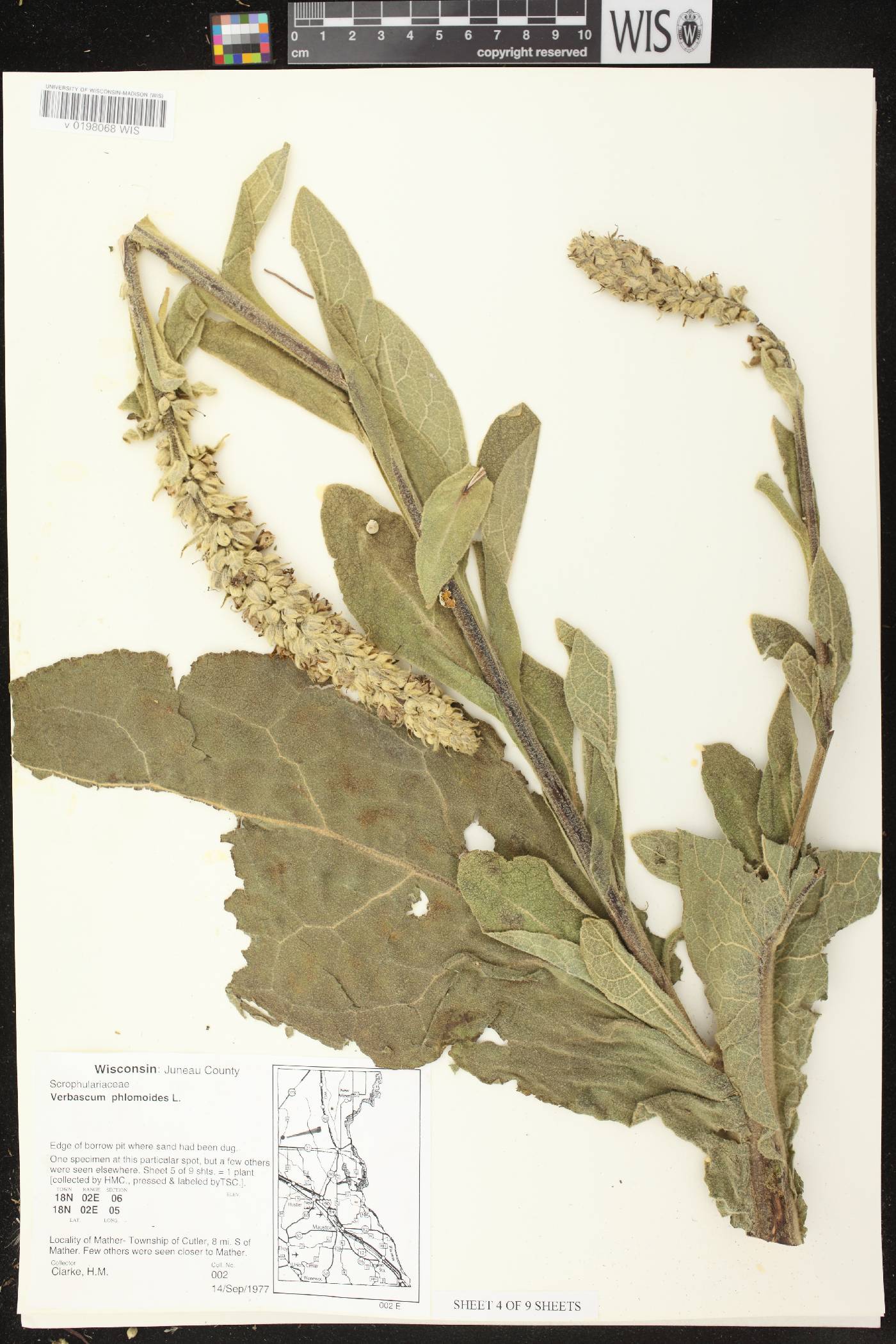 Verbascum phlomoides image