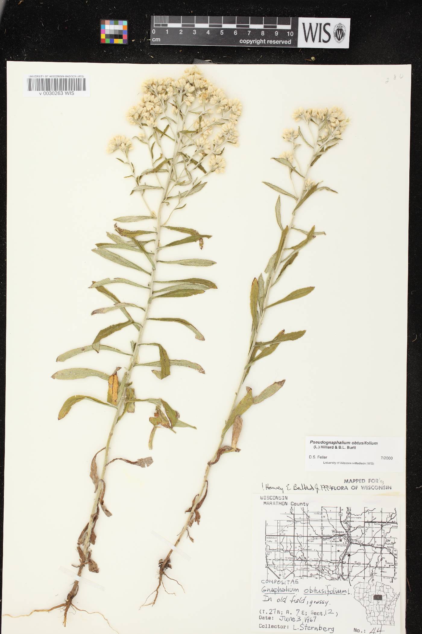 Pseudognaphalium obtusifolium image