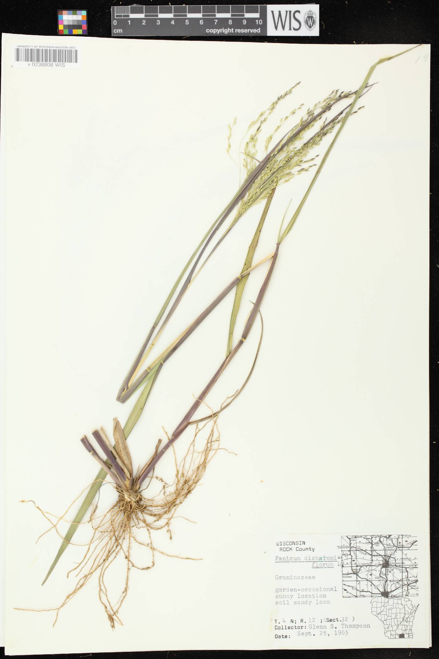 Panicum dichotomiflorum subsp. dichotomiflorum image