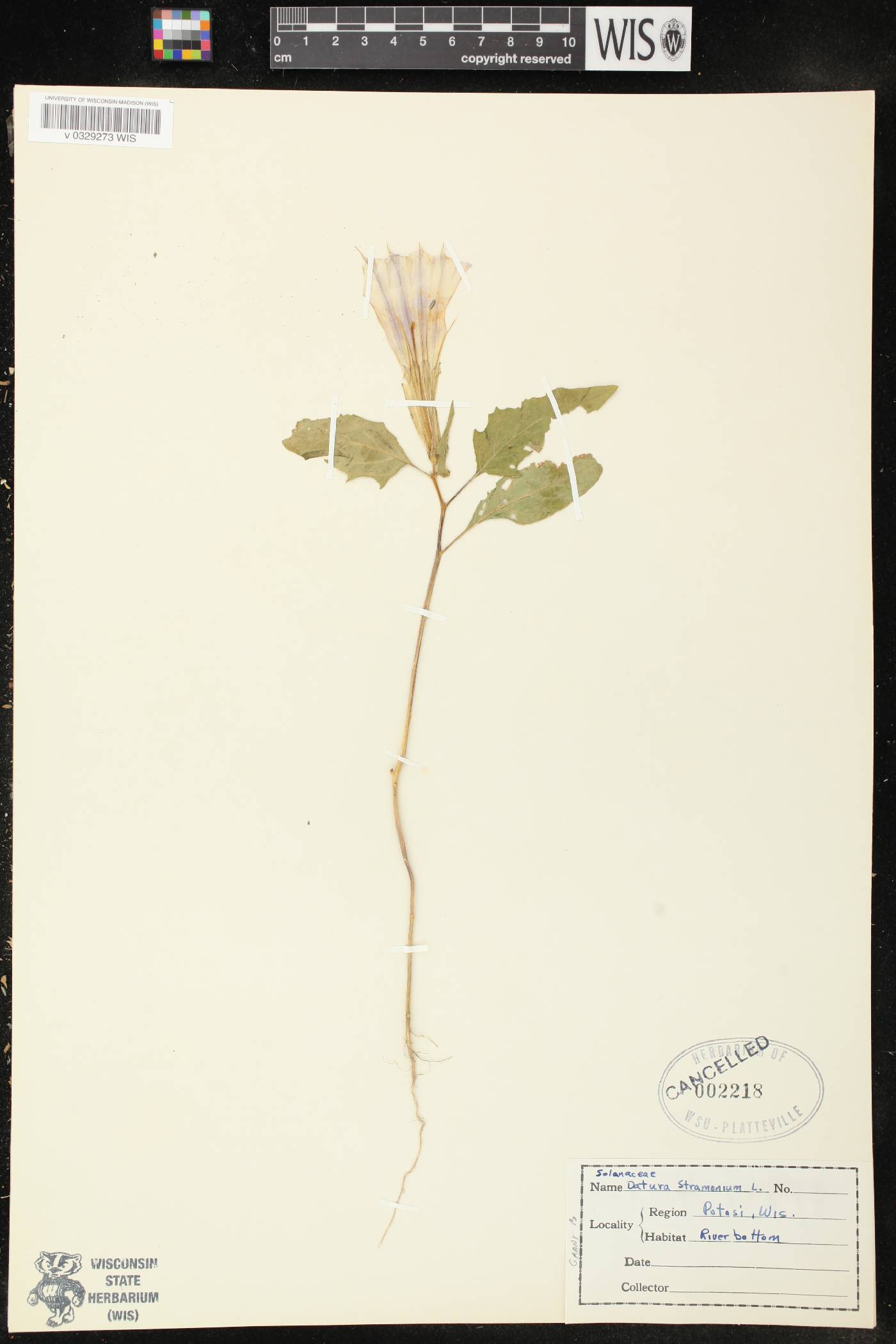 Datura stramonium image
