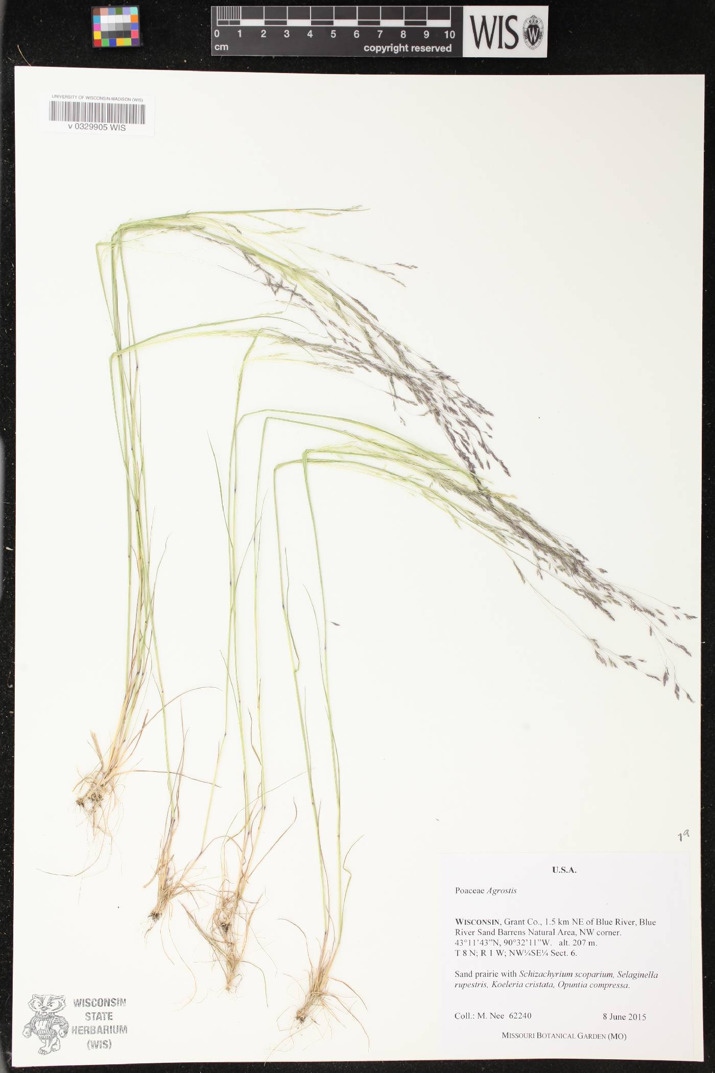 Agrostis scabra image