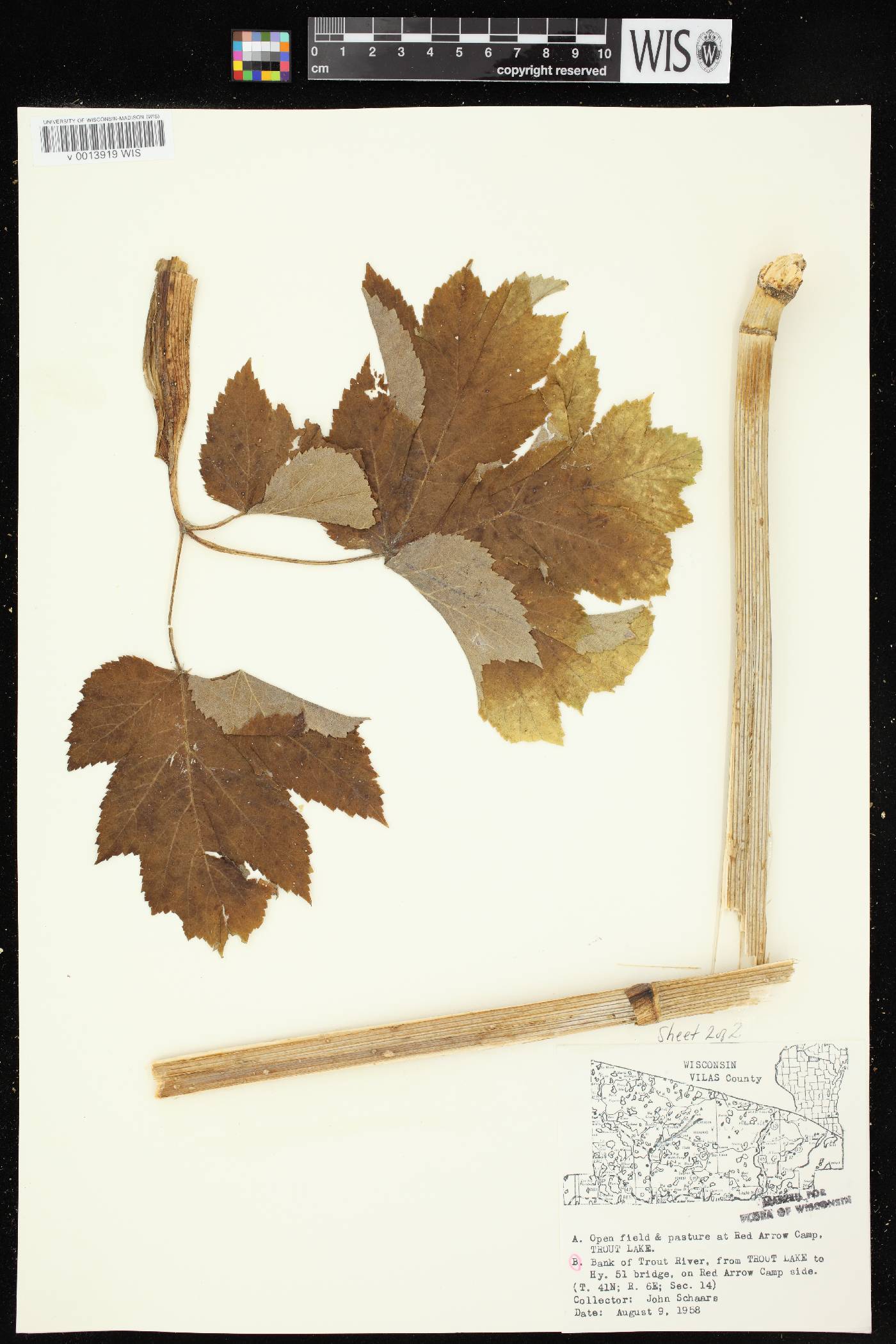 Heracleum maximum image