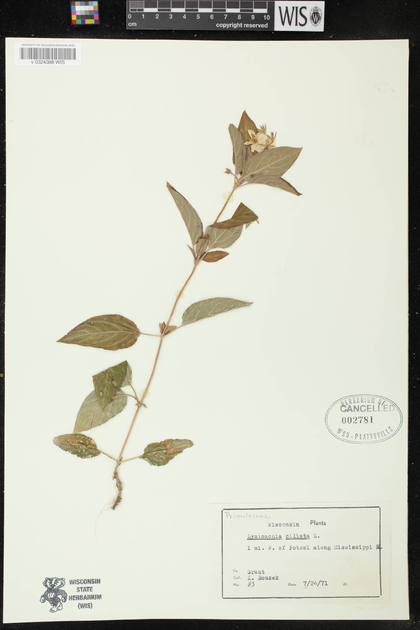 Lysimachia ciliata image