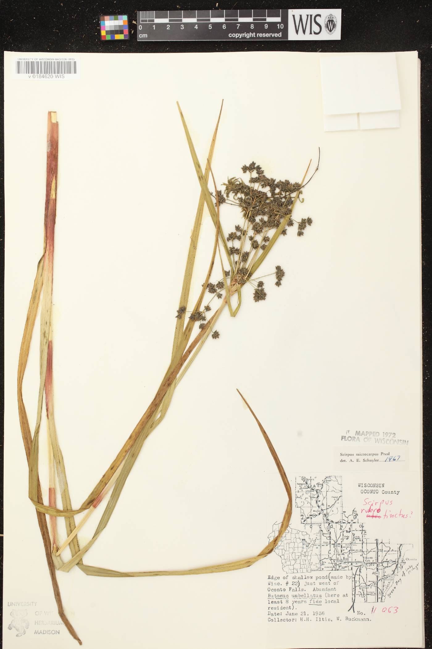 Scirpus microcarpus image