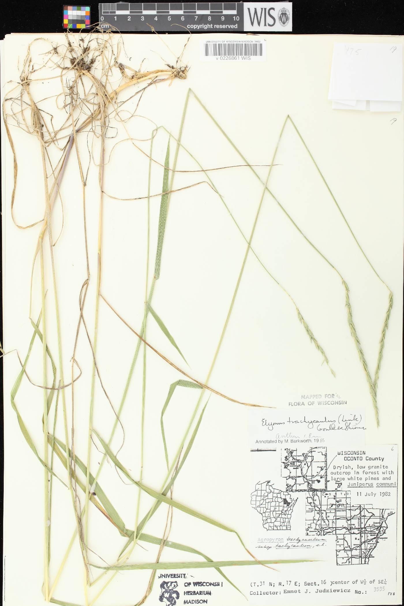 Elymus trachycaulus subsp. trachycaulus image