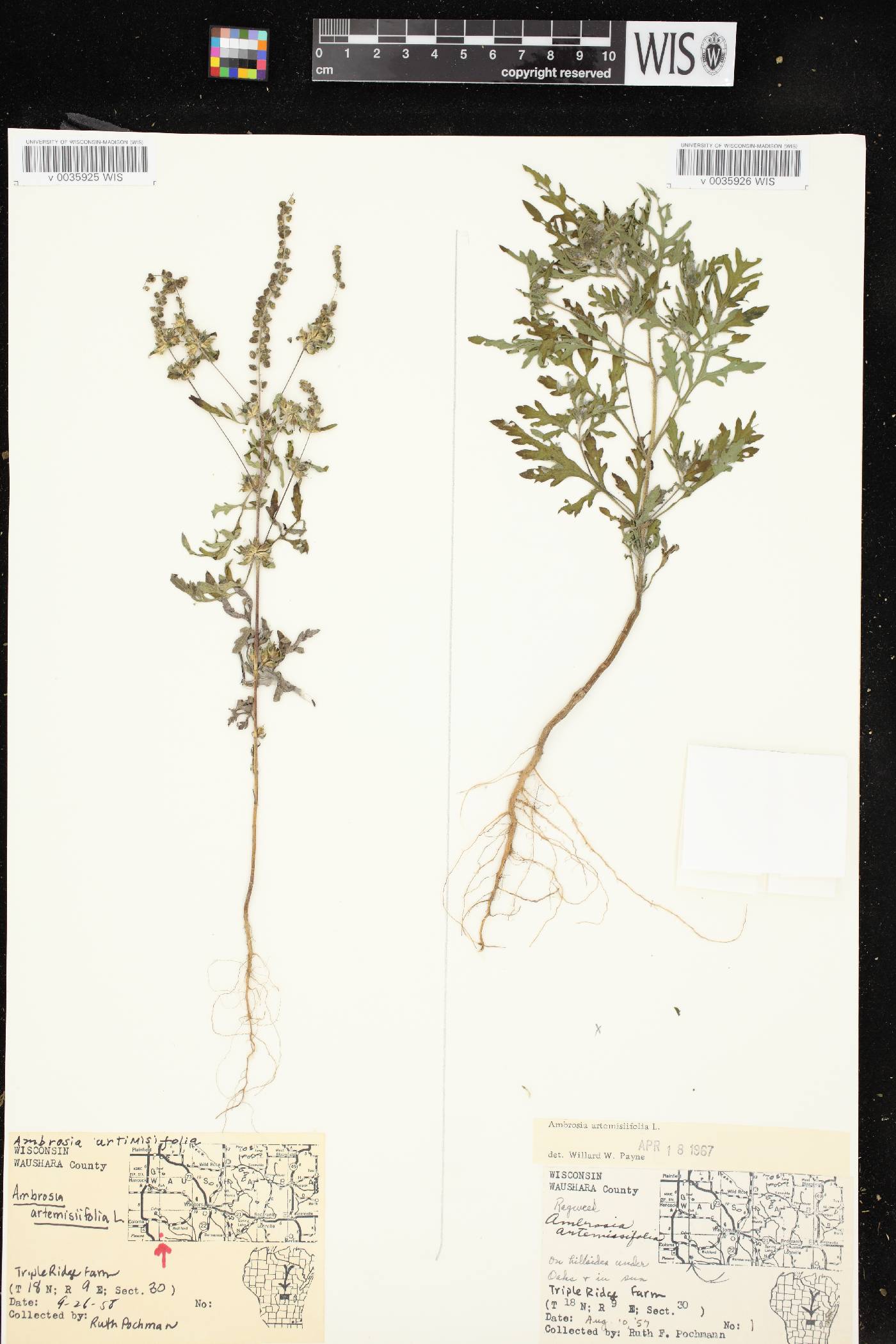Ambrosia artemisiifolia image