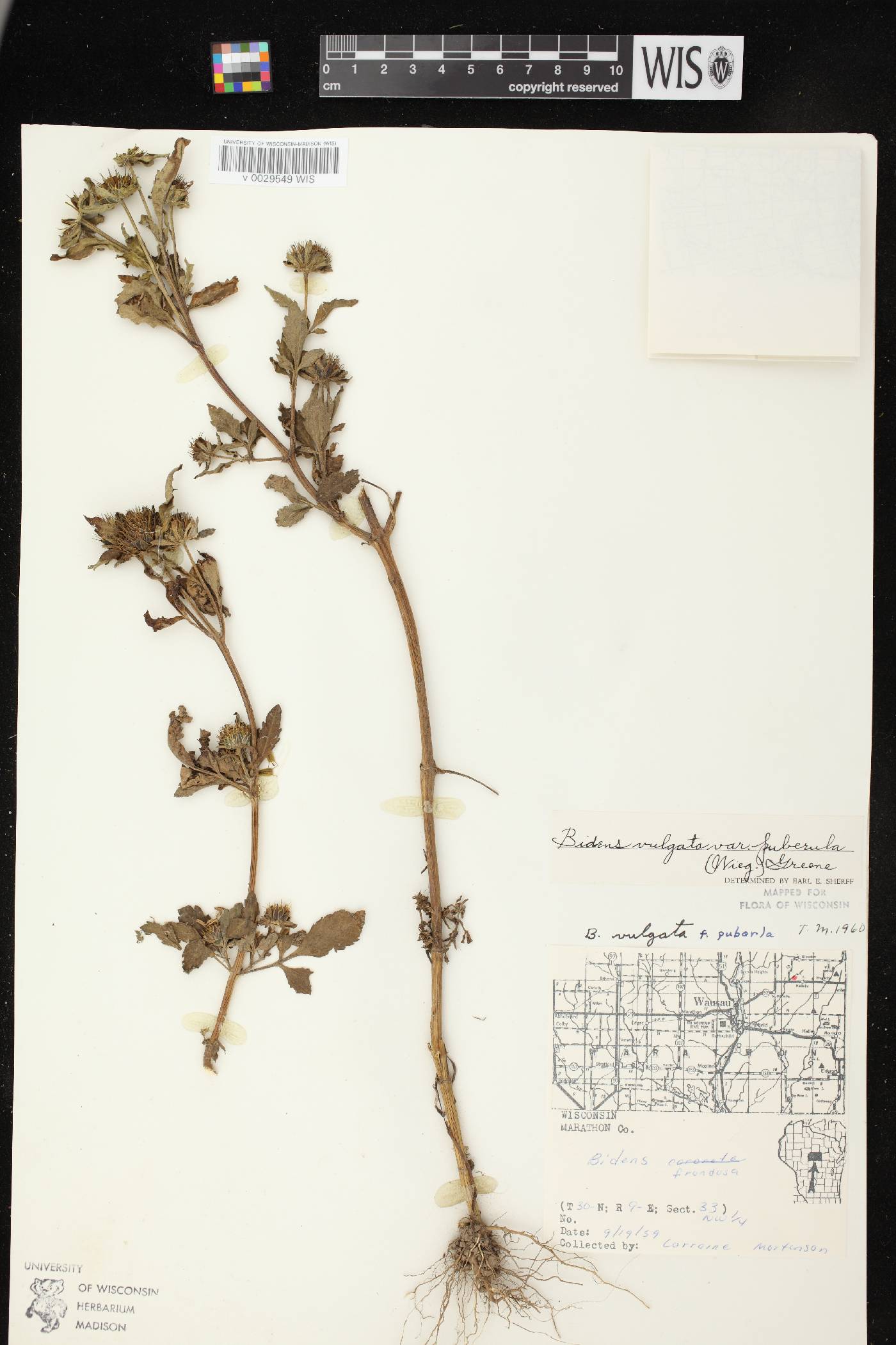 Bidens vulgata image