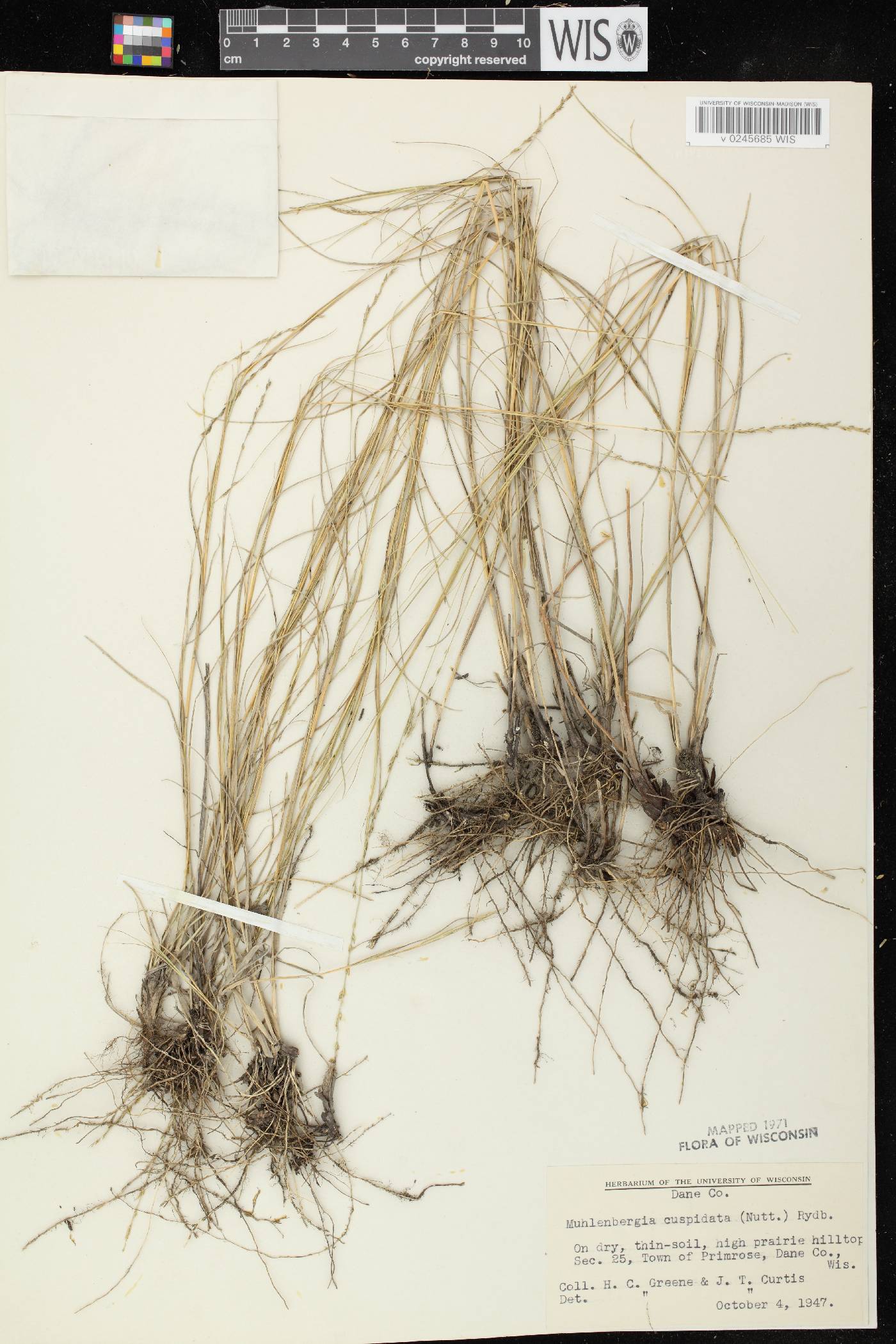 Muhlenbergia cuspidata image