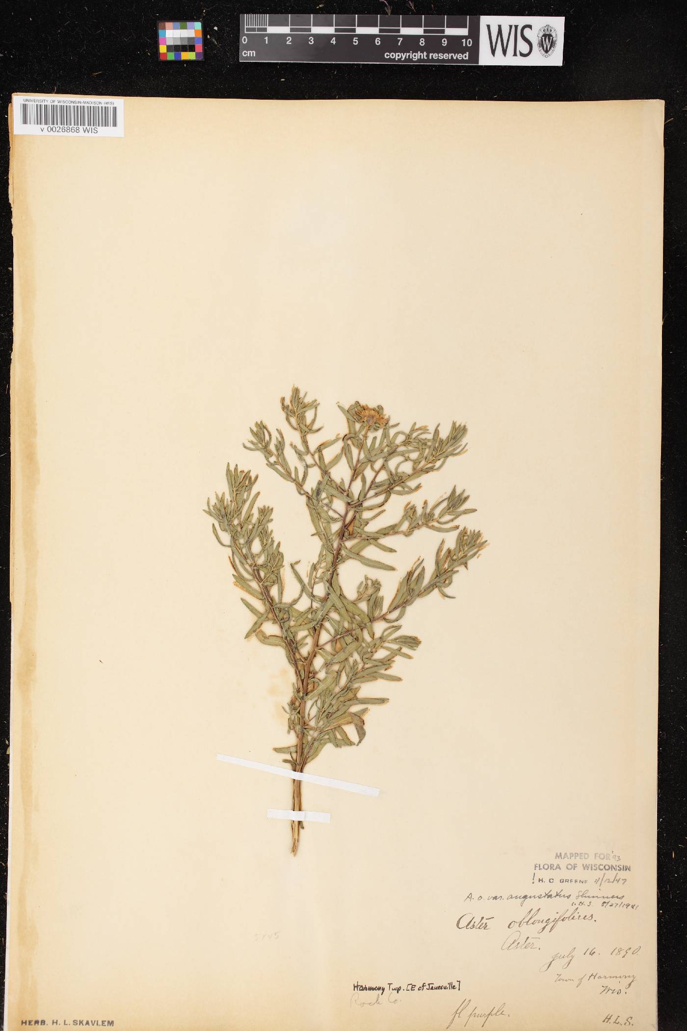 Symphyotrichum oblongifolium image