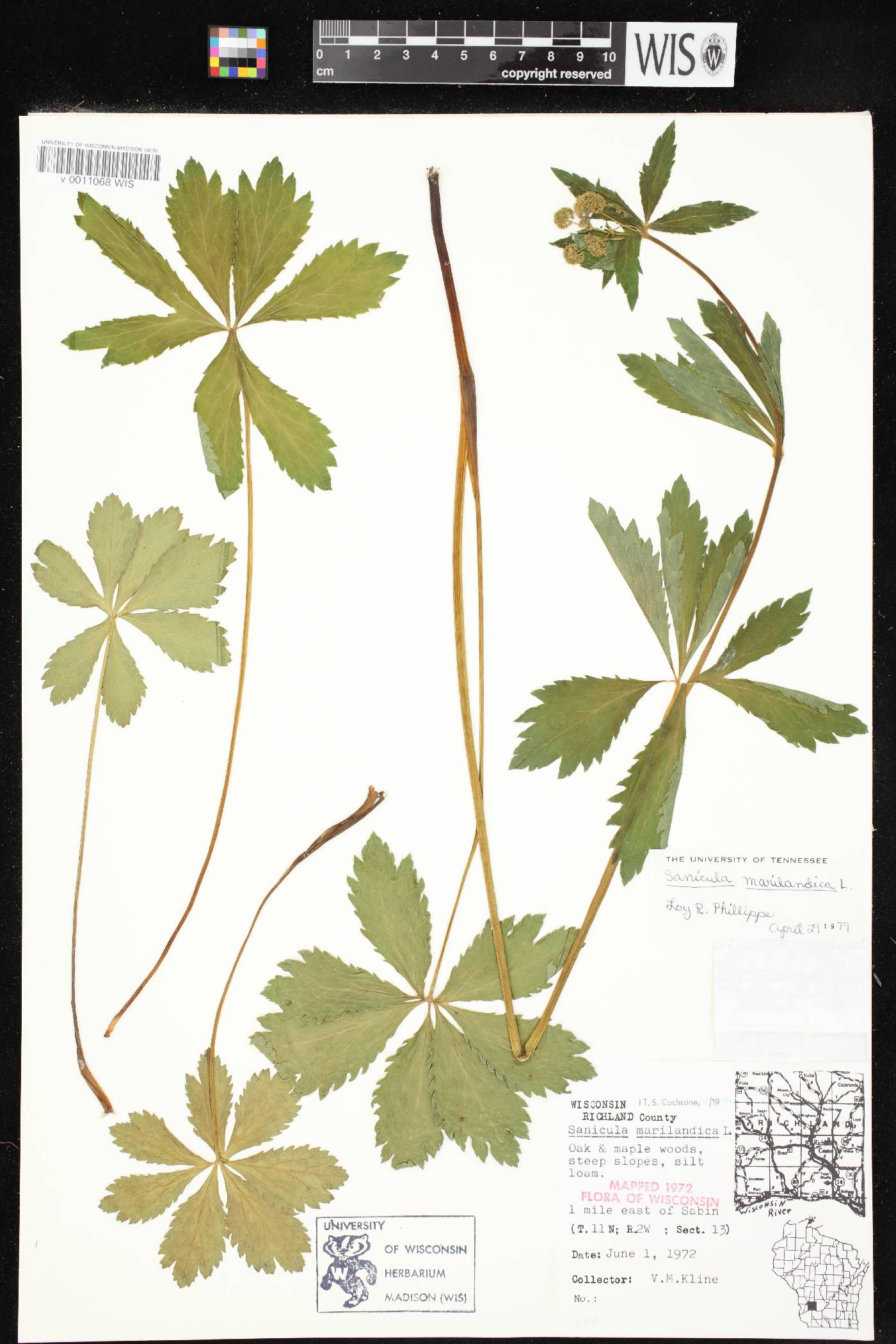 Sanicula marilandica image