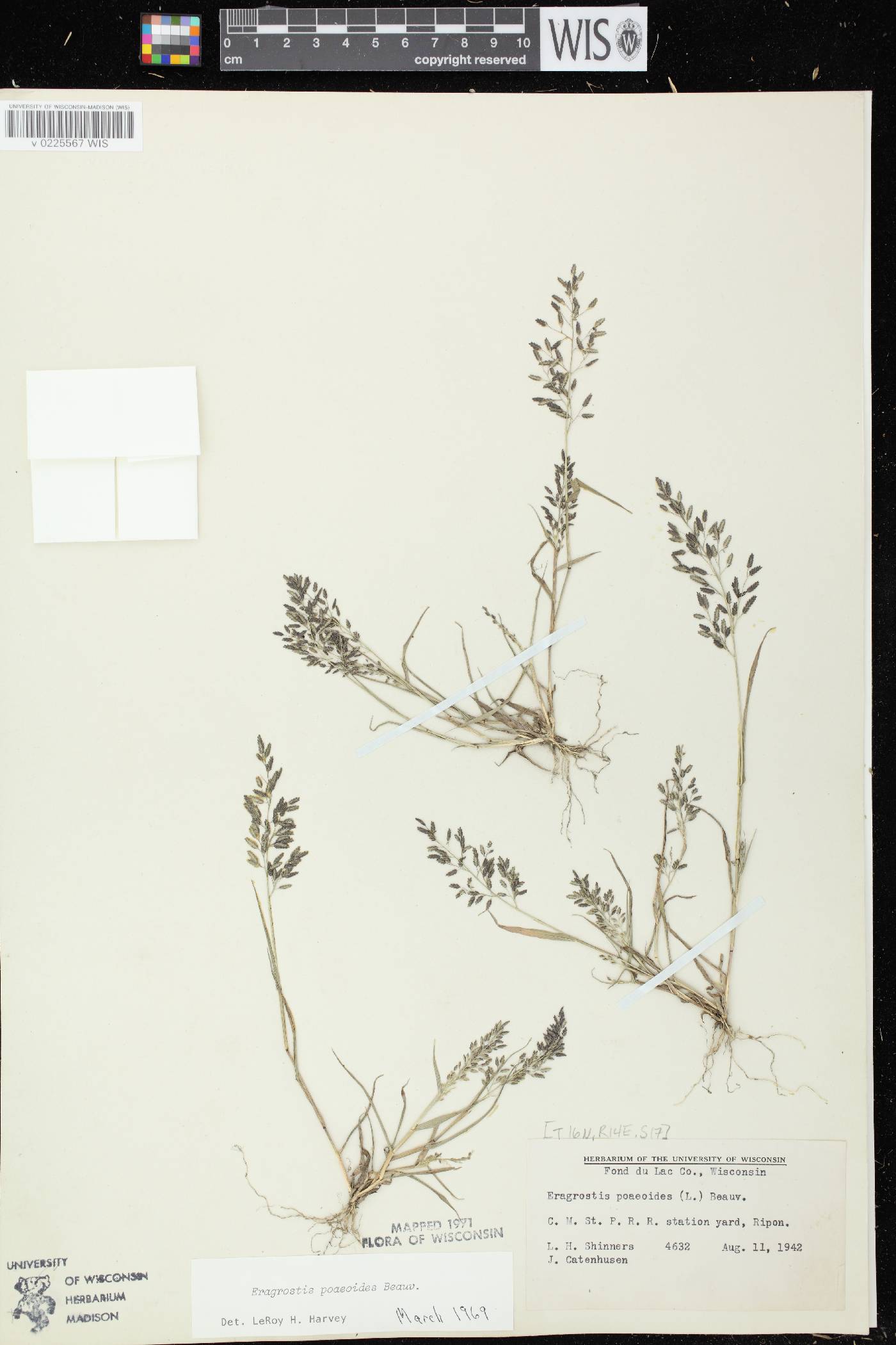 Eragrostis minor image