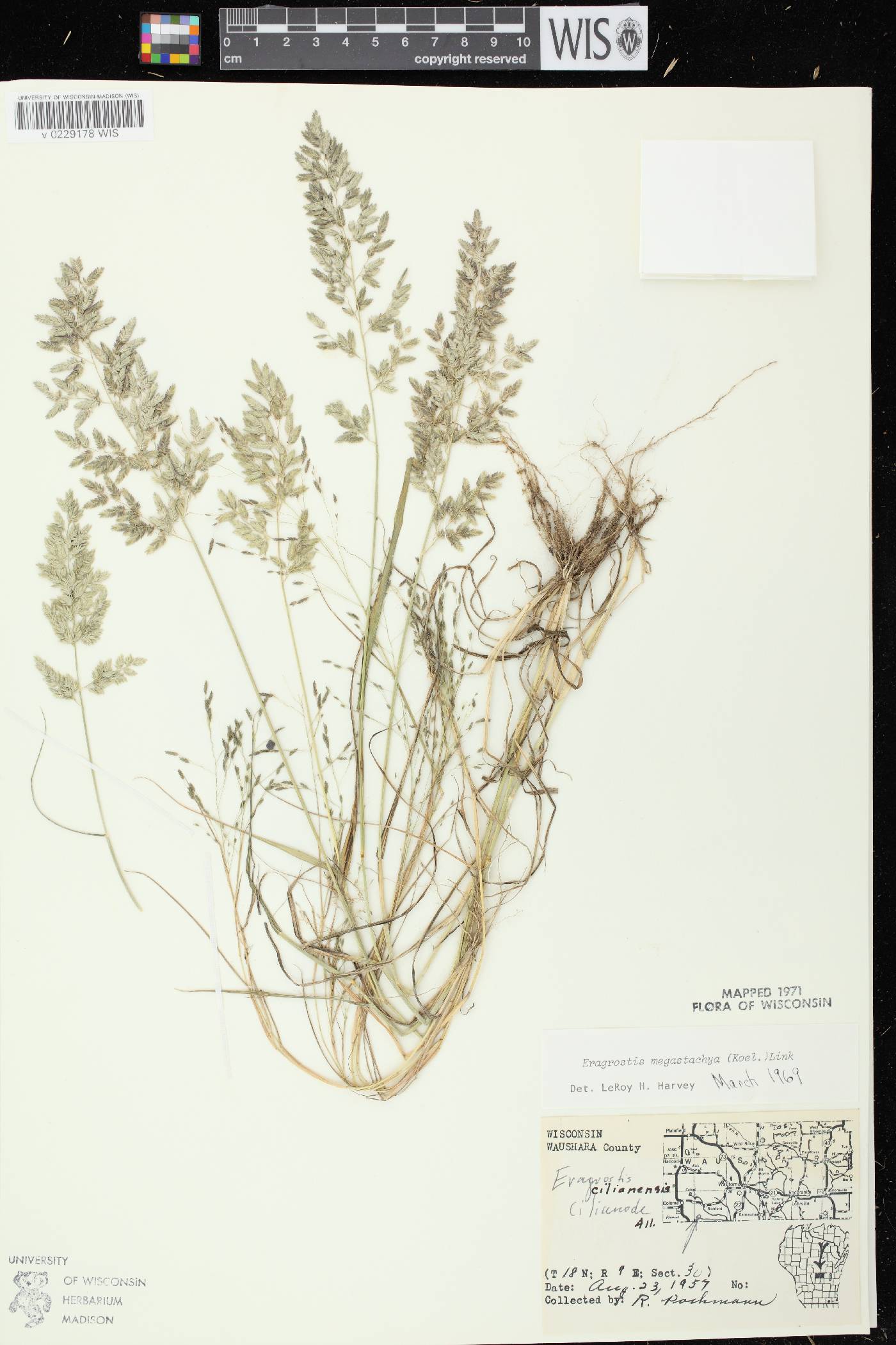 Eragrostis cilianensis image