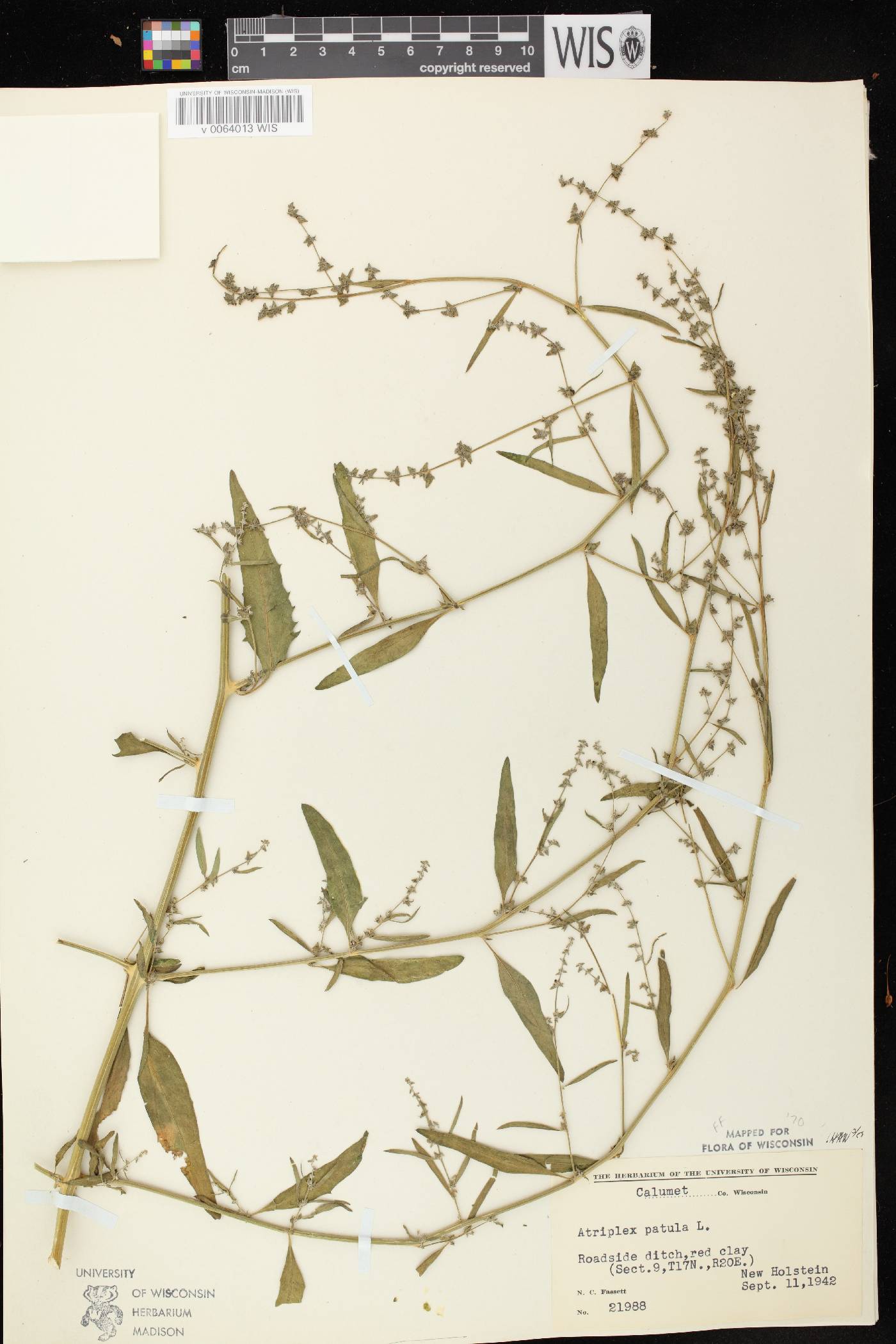 Atriplex patula image