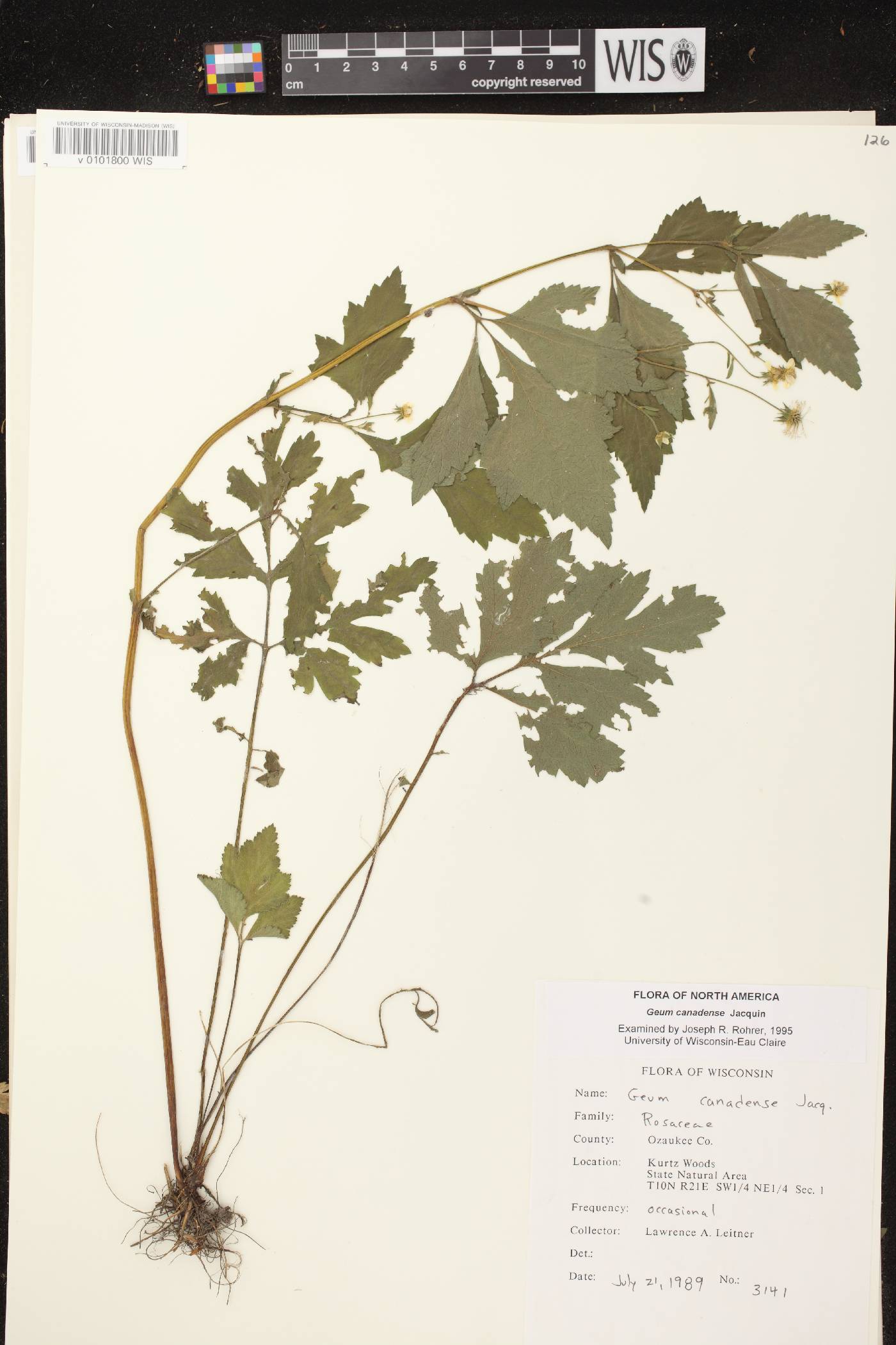 Geum canadense image