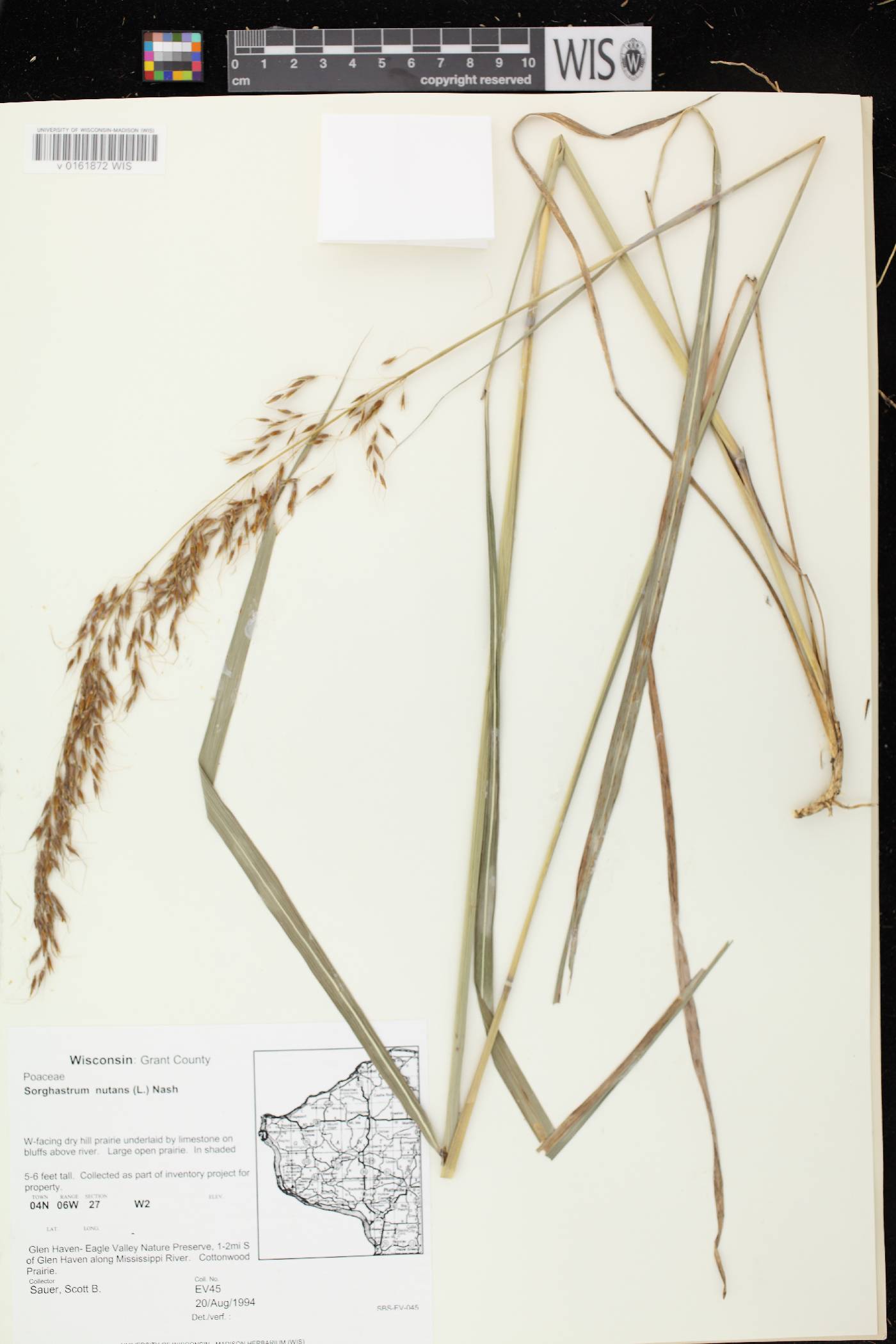 Sorghastrum nutans image