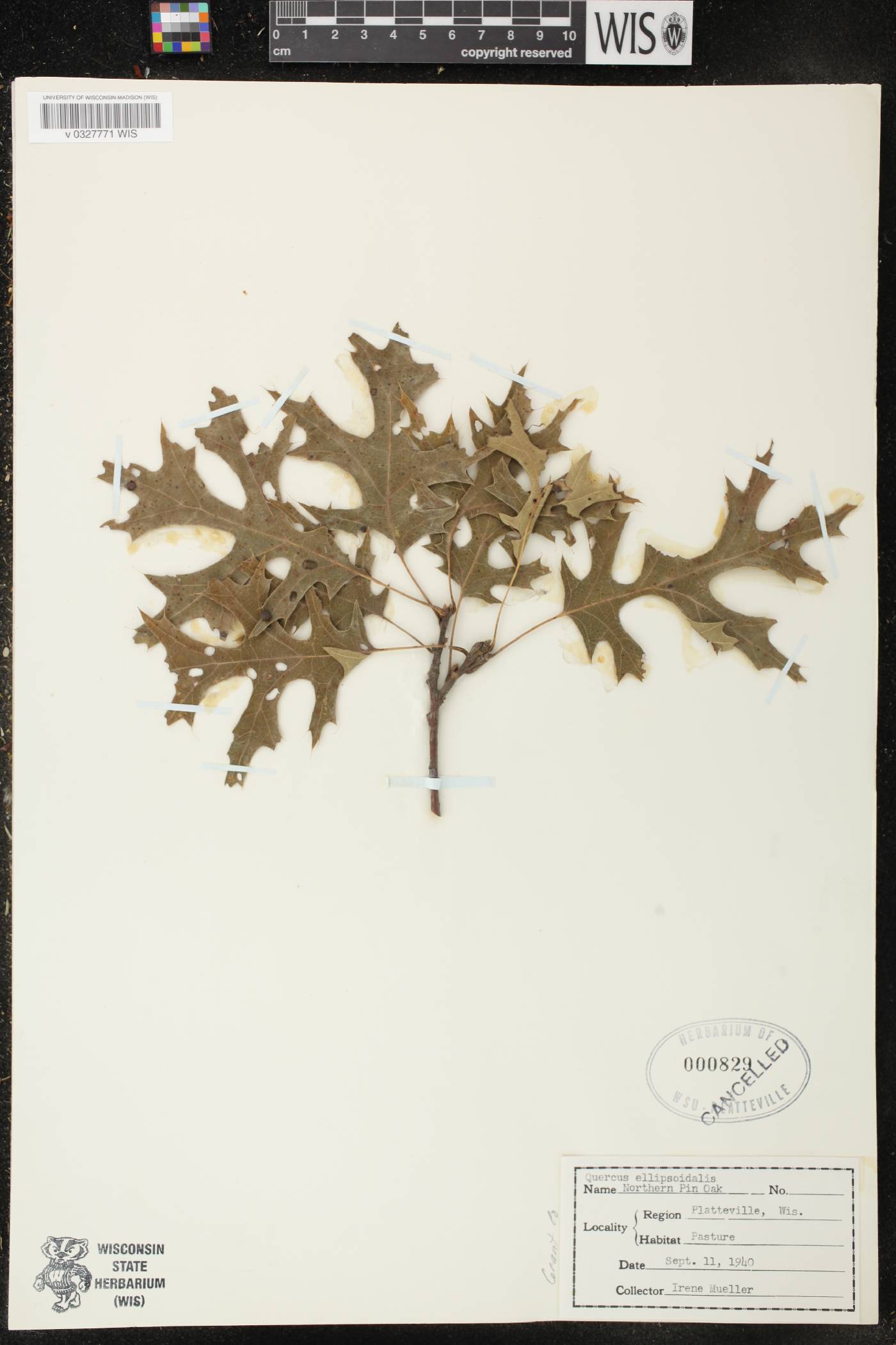 Quercus ellipsoidalis image