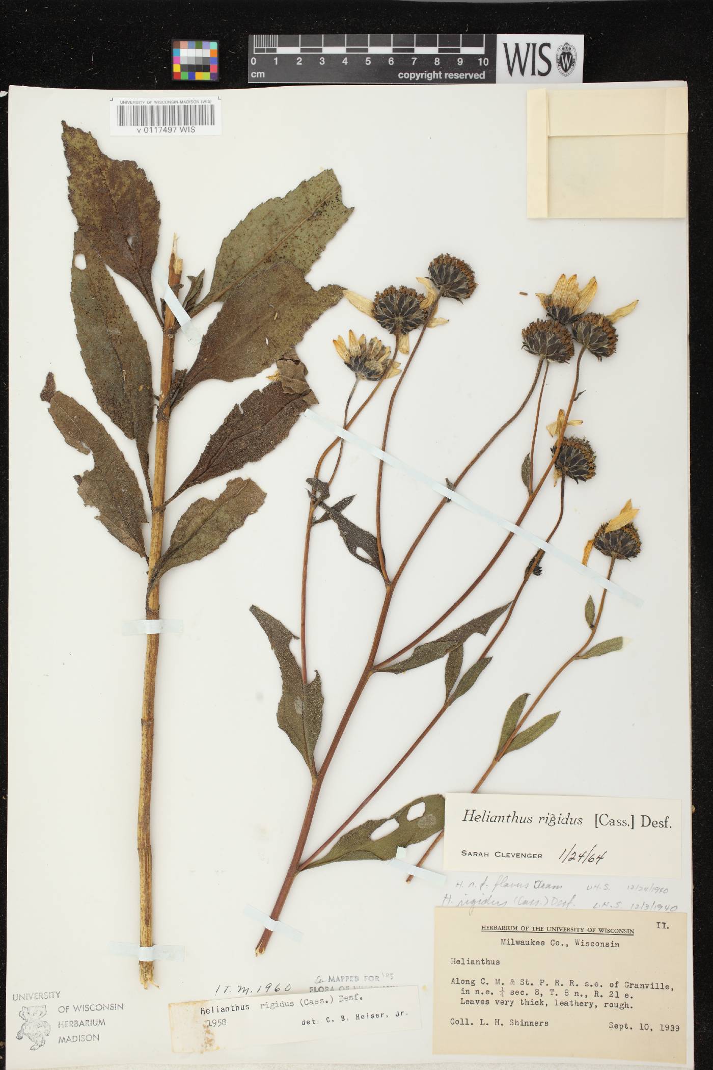 Helianthus pauciflorus subsp. pauciflorus image