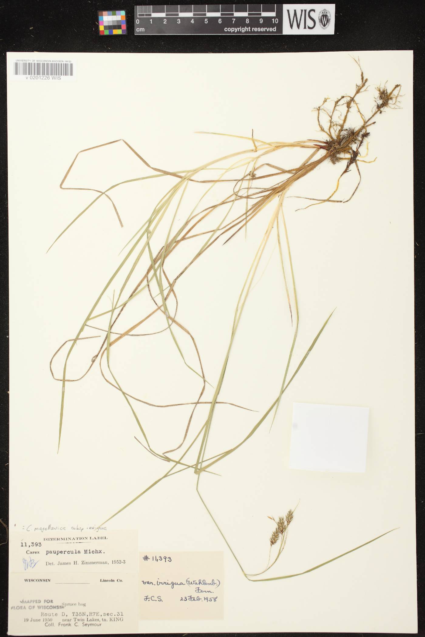 Carex magellanica image