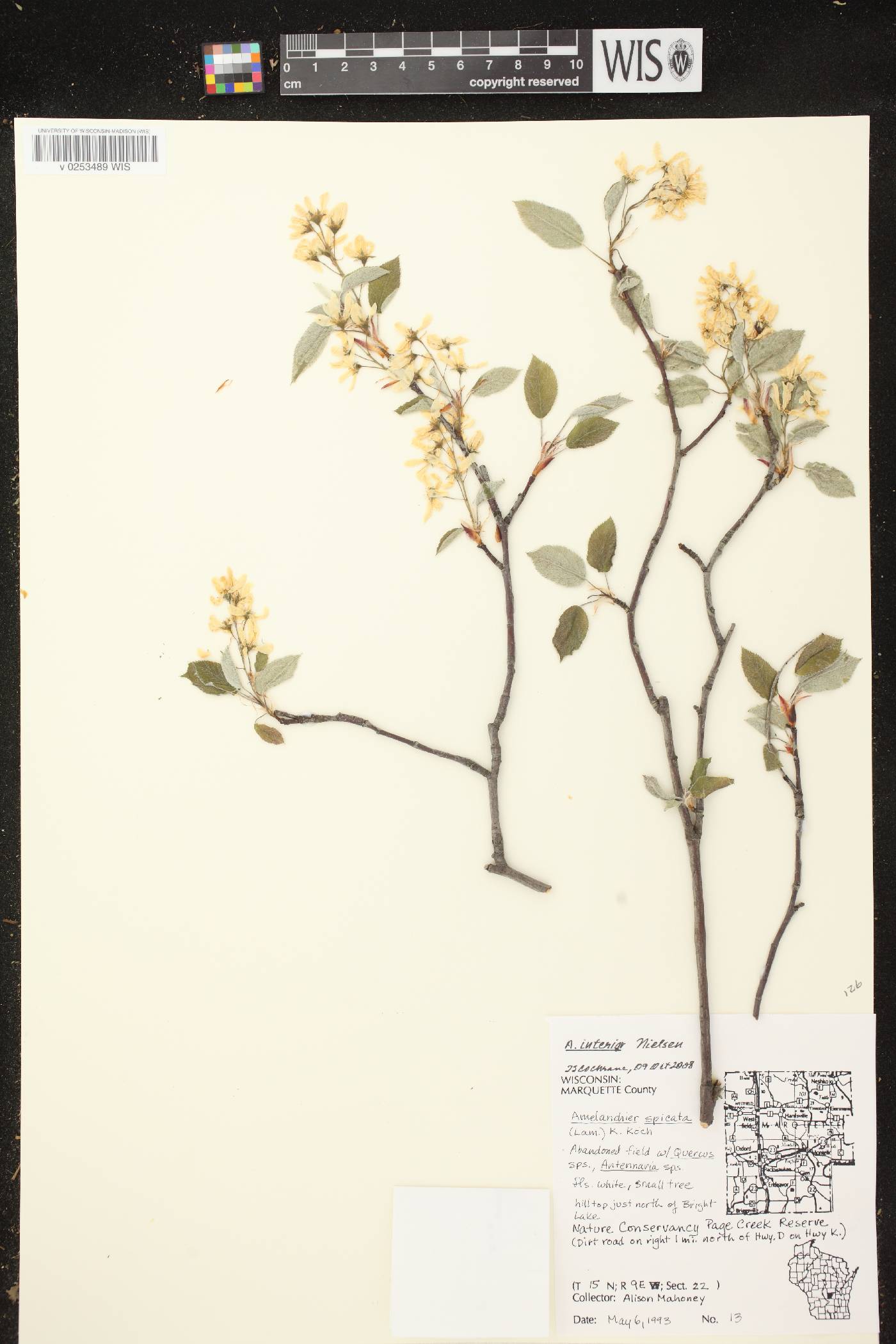 Amelanchier interior image