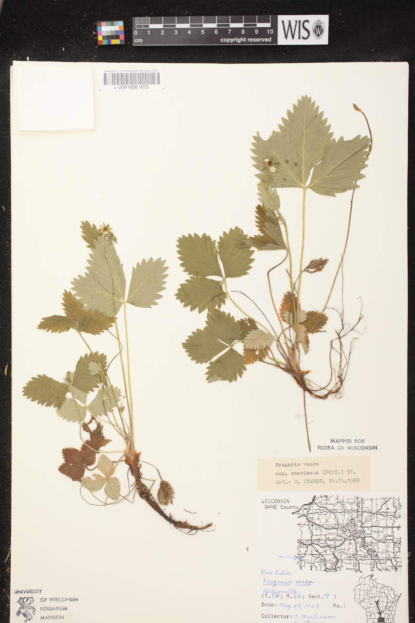 Fragaria vesca subsp. americana image