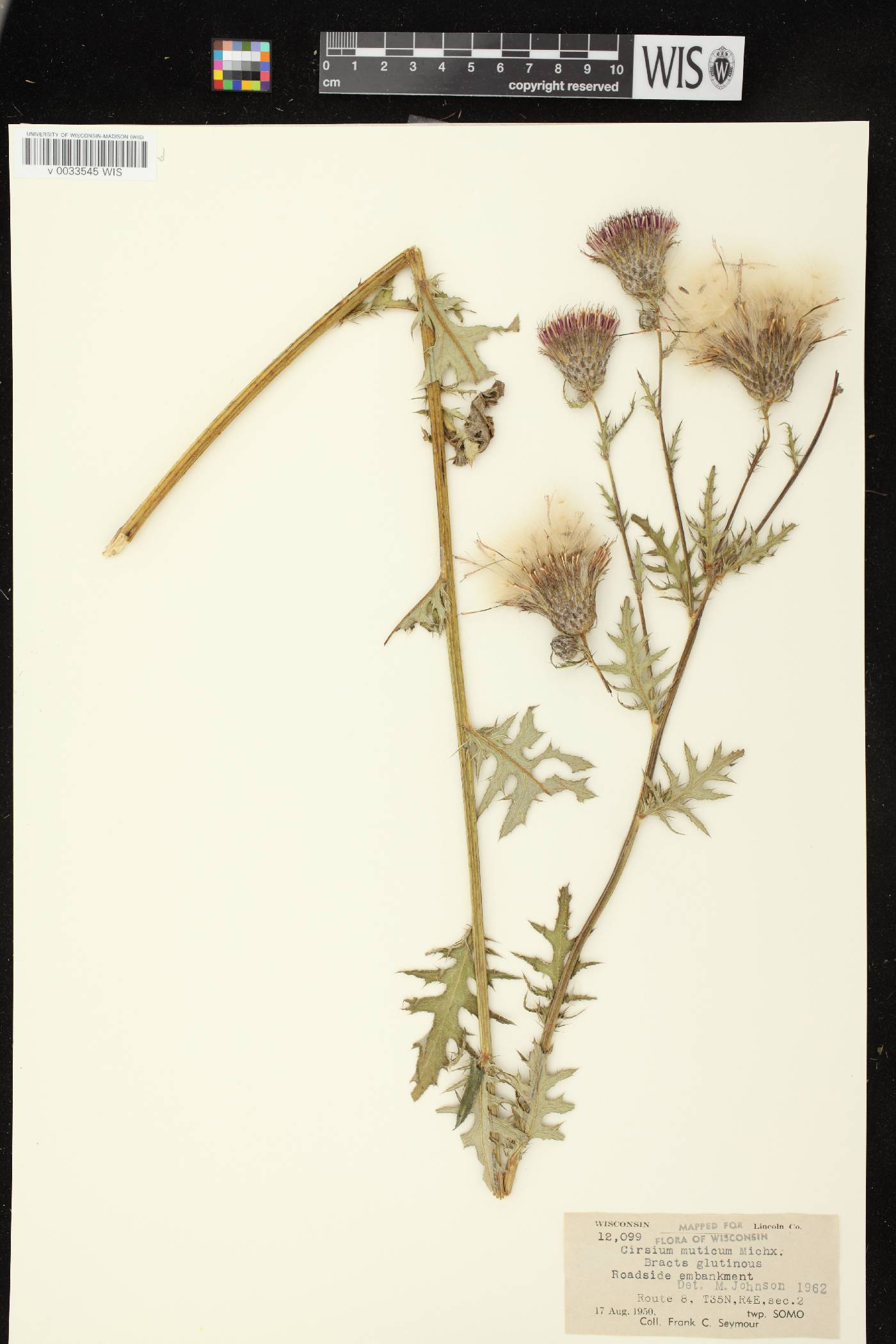 Cirsium muticum image