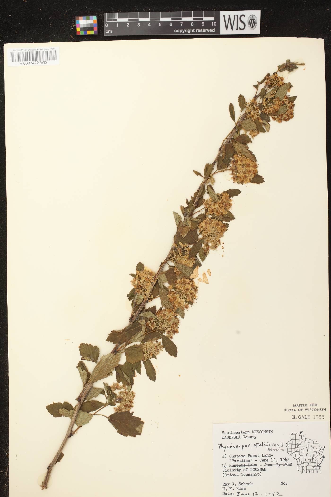 Physocarpus opulifolius image
