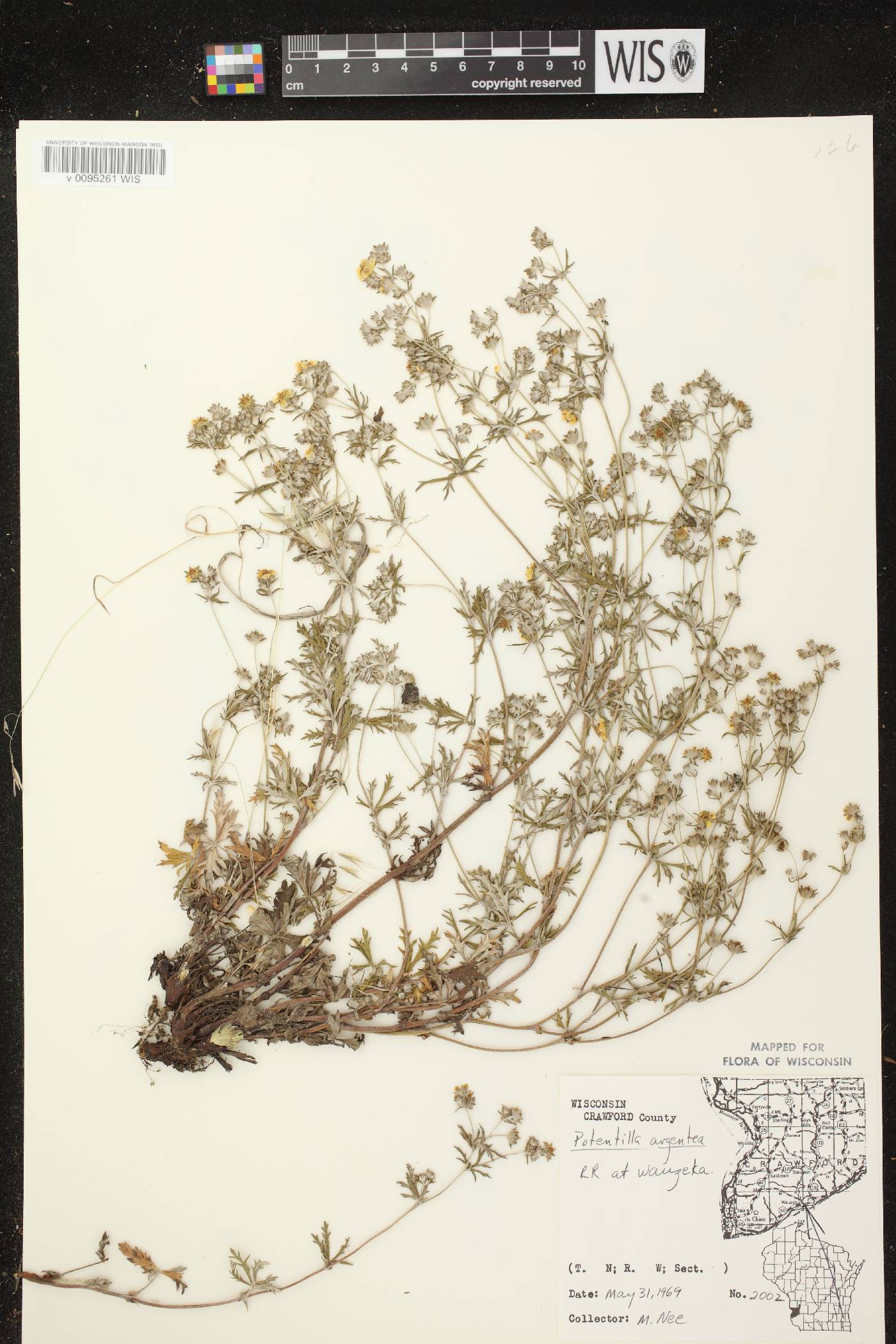 Potentilla argentea image