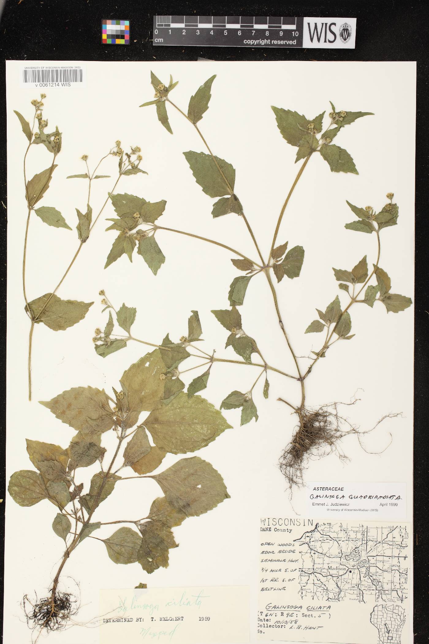 Galinsoga quadriradiata image