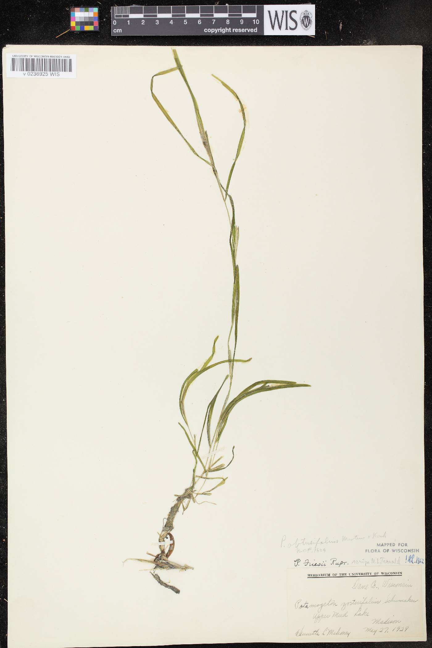 Potamogeton friesii image