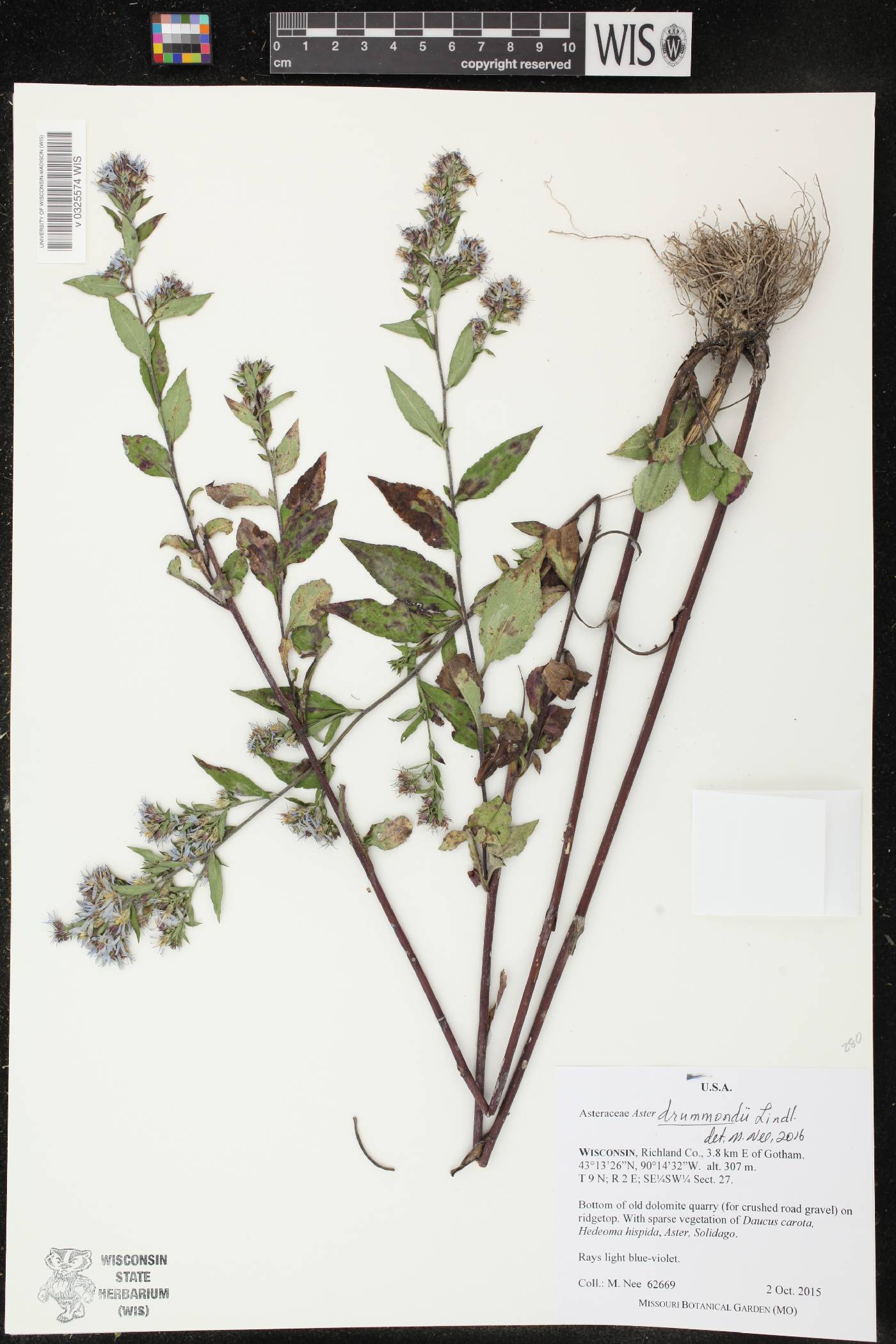 Symphyotrichum drummondii var. drummondii image