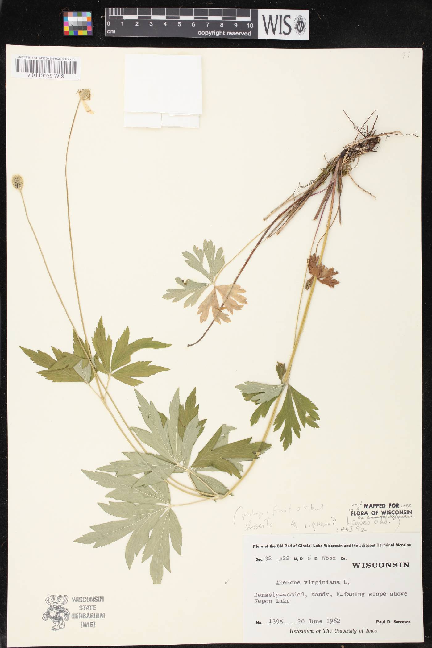 Anemone virginiana image