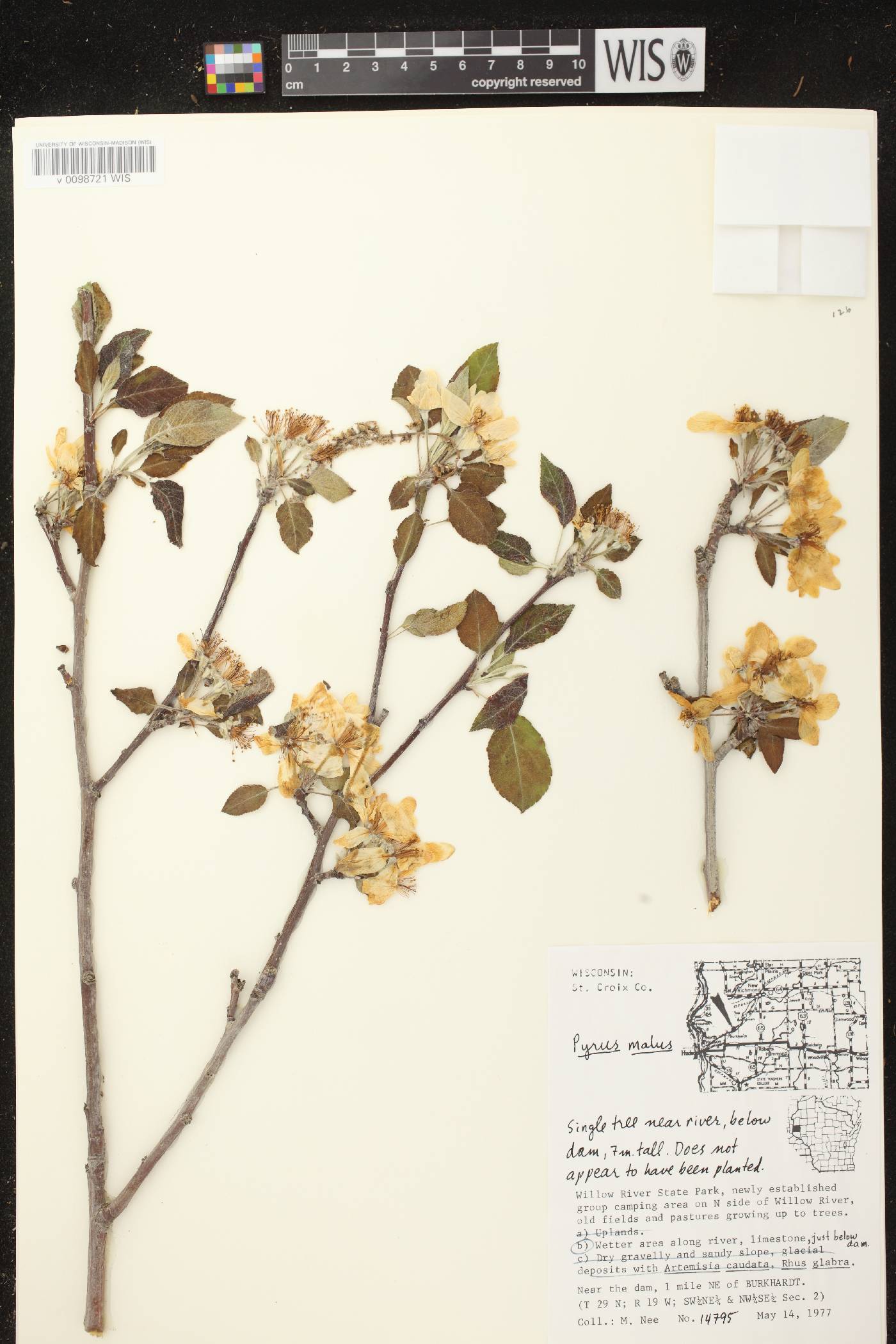 Malus pumila image