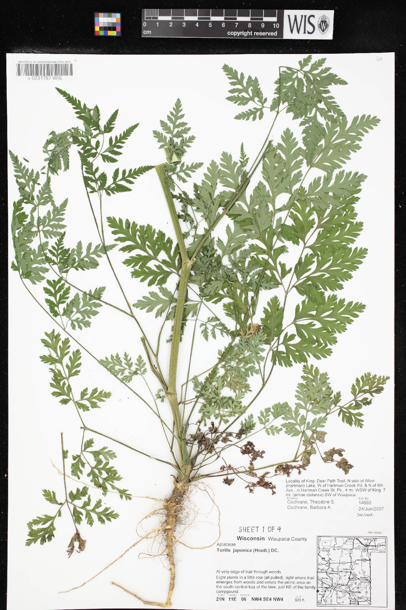 Torilis japonica image