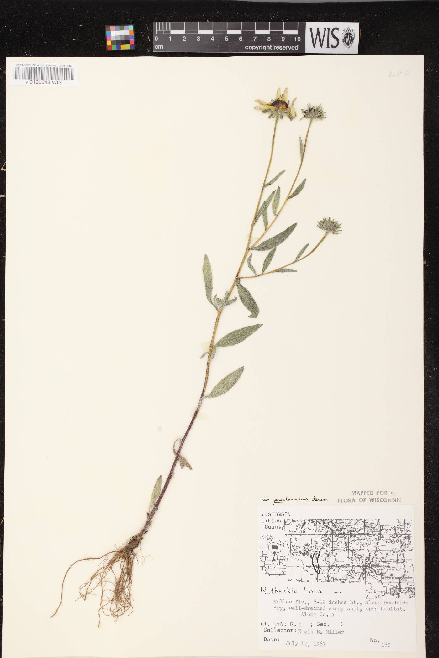 Rudbeckia hirta var. pulcherrima image