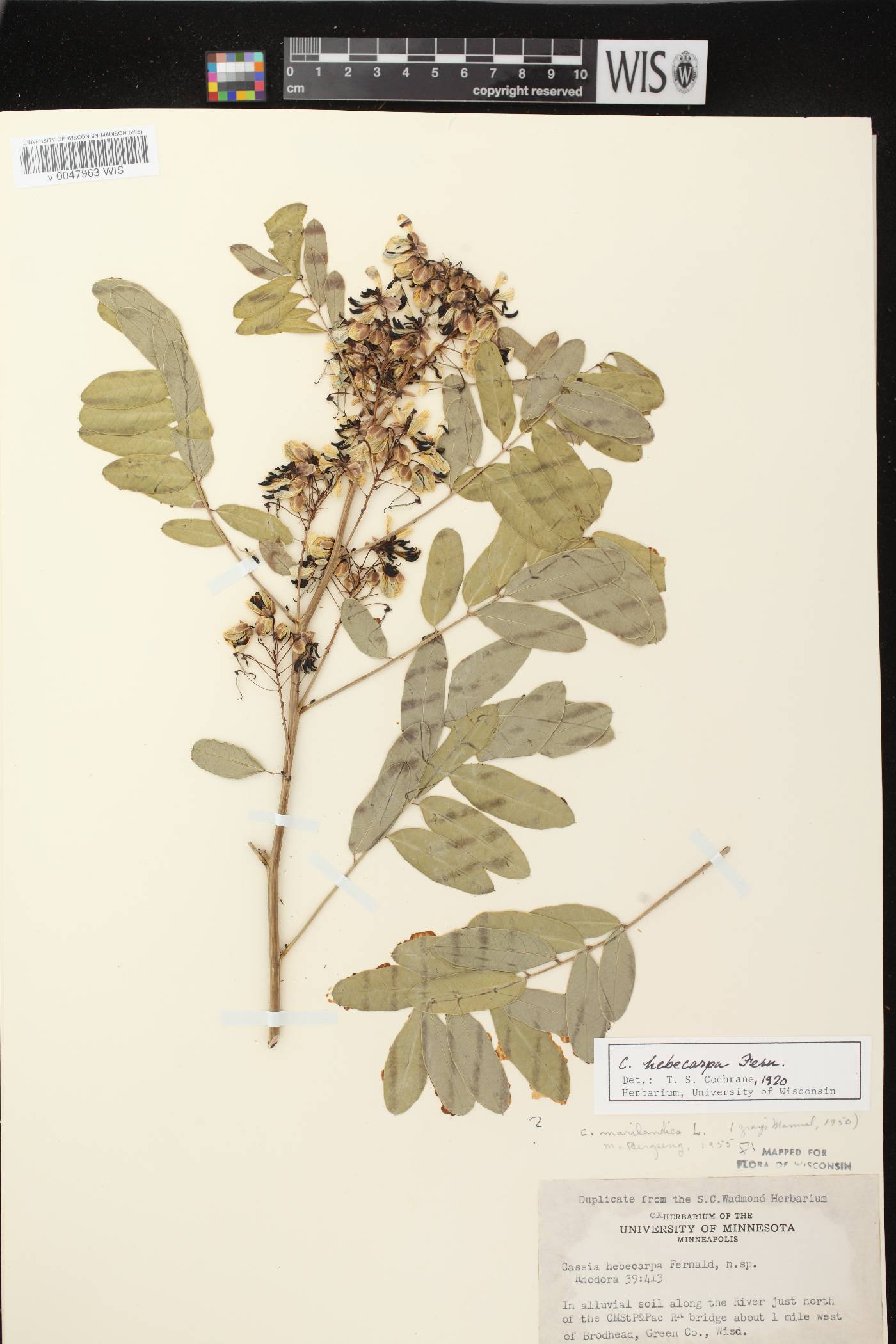 Senna hebecarpa image
