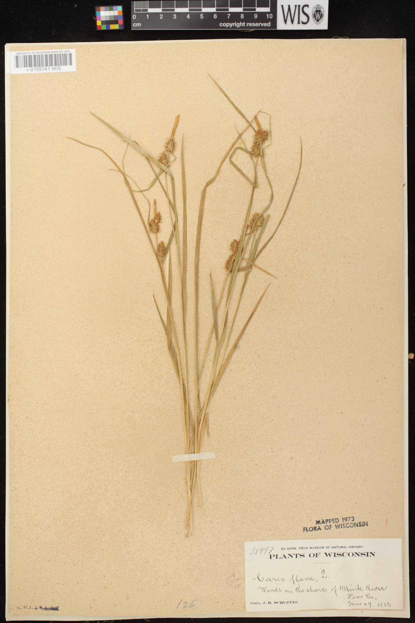 Carex flava image