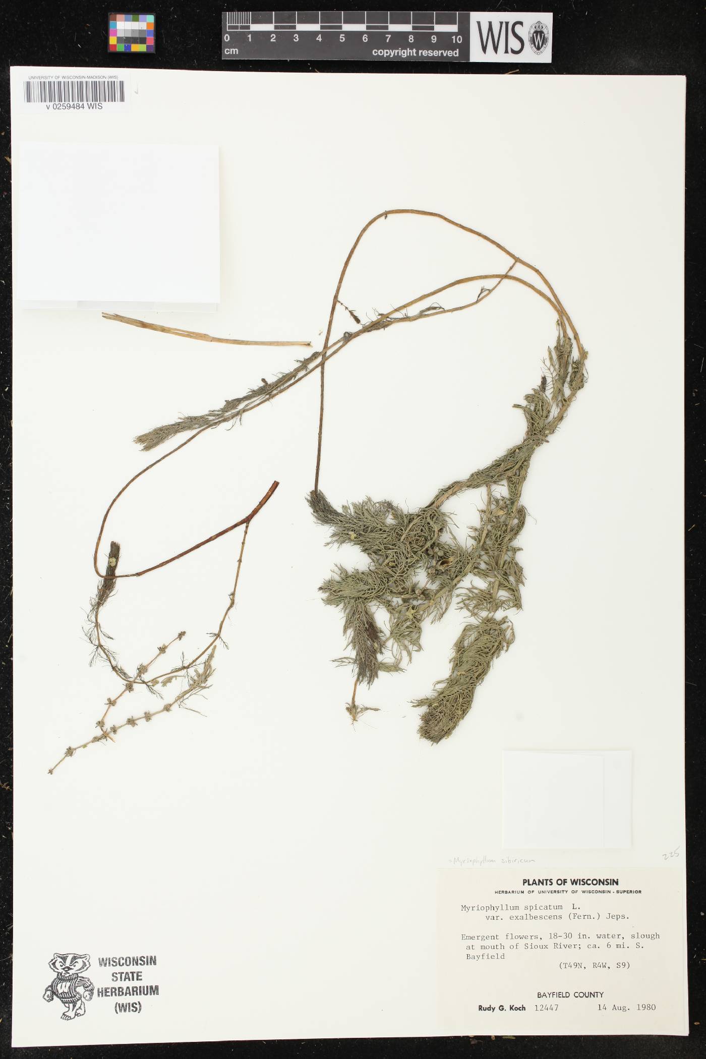 Myriophyllum sibiricum image