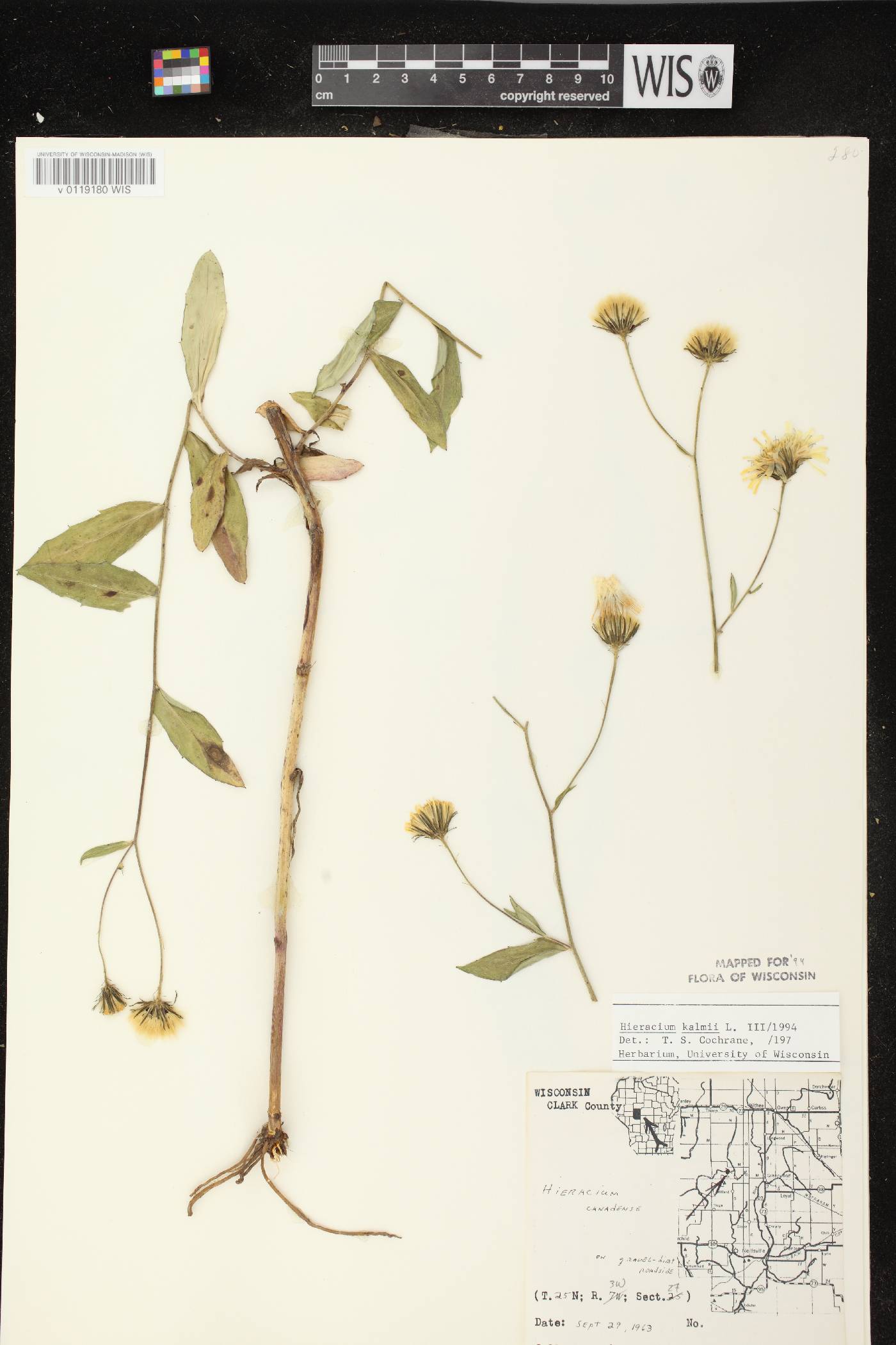 Hieracium umbellatum image