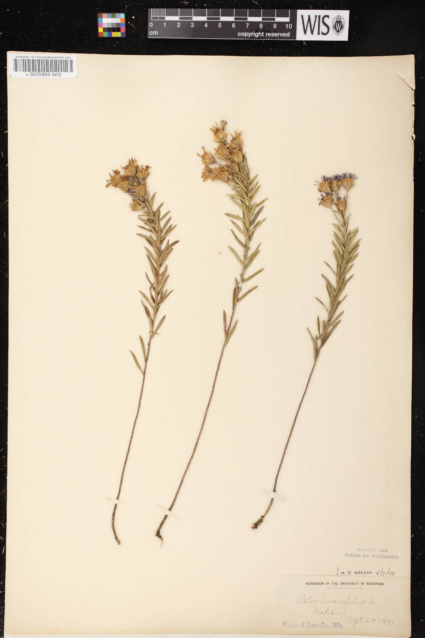Ionactis linariifolia image