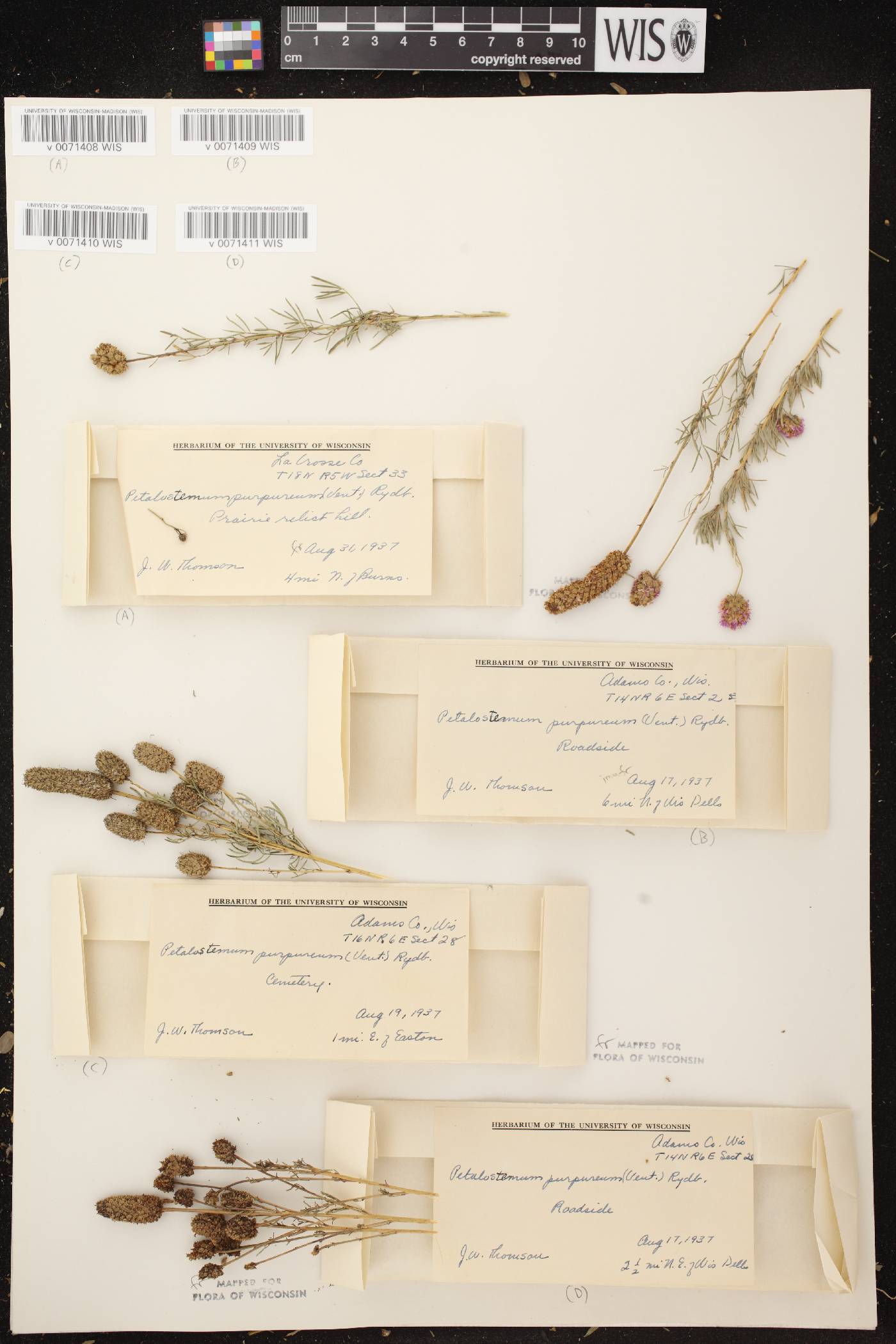 Dalea purpurea image