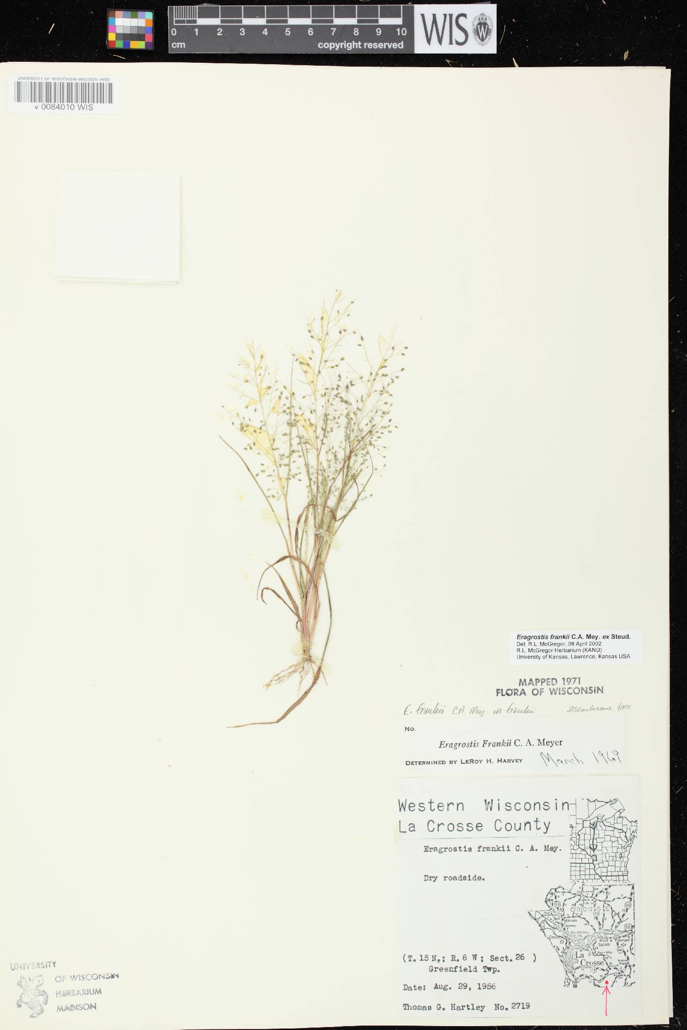 Eragrostis frankii image