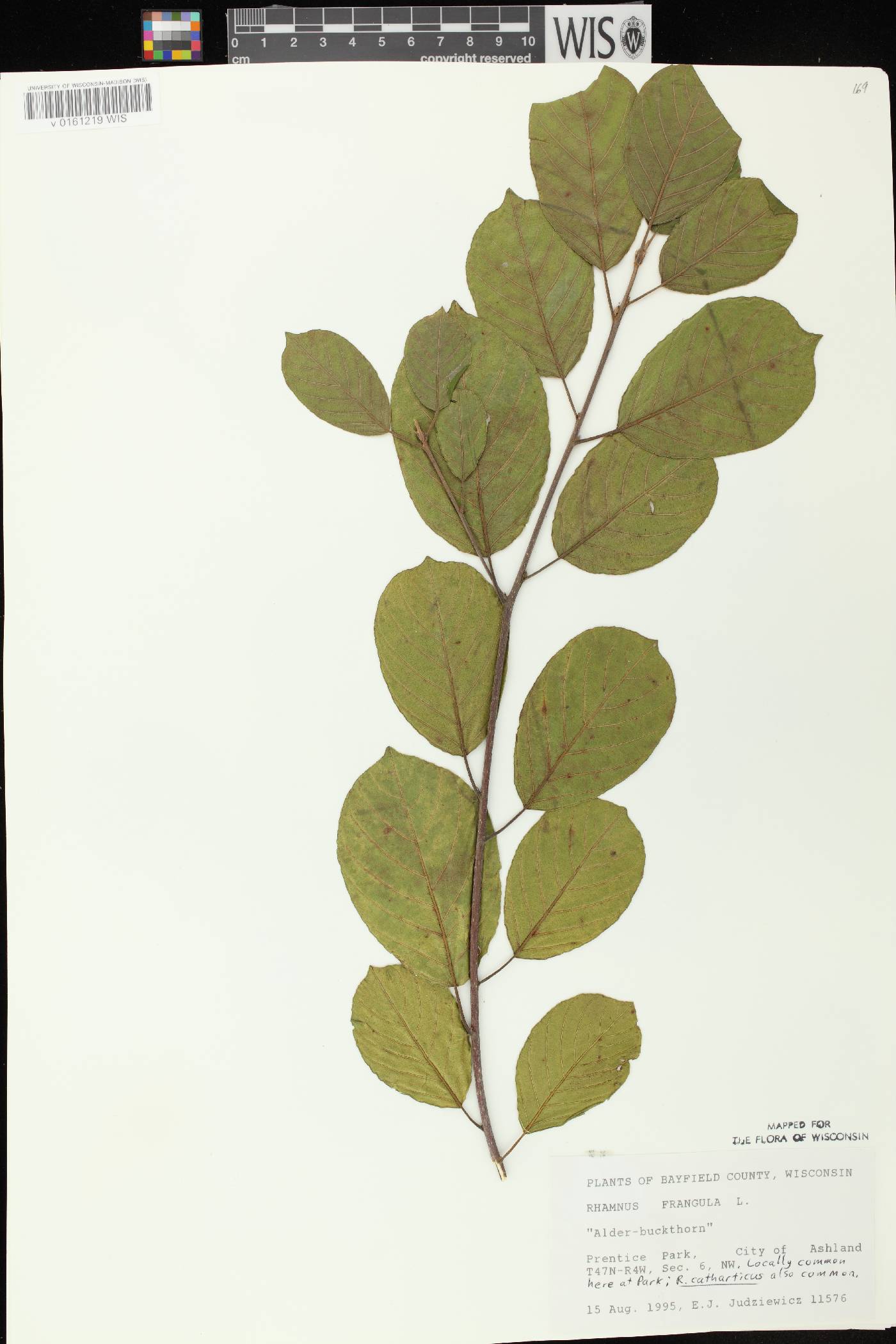Frangula alnus image