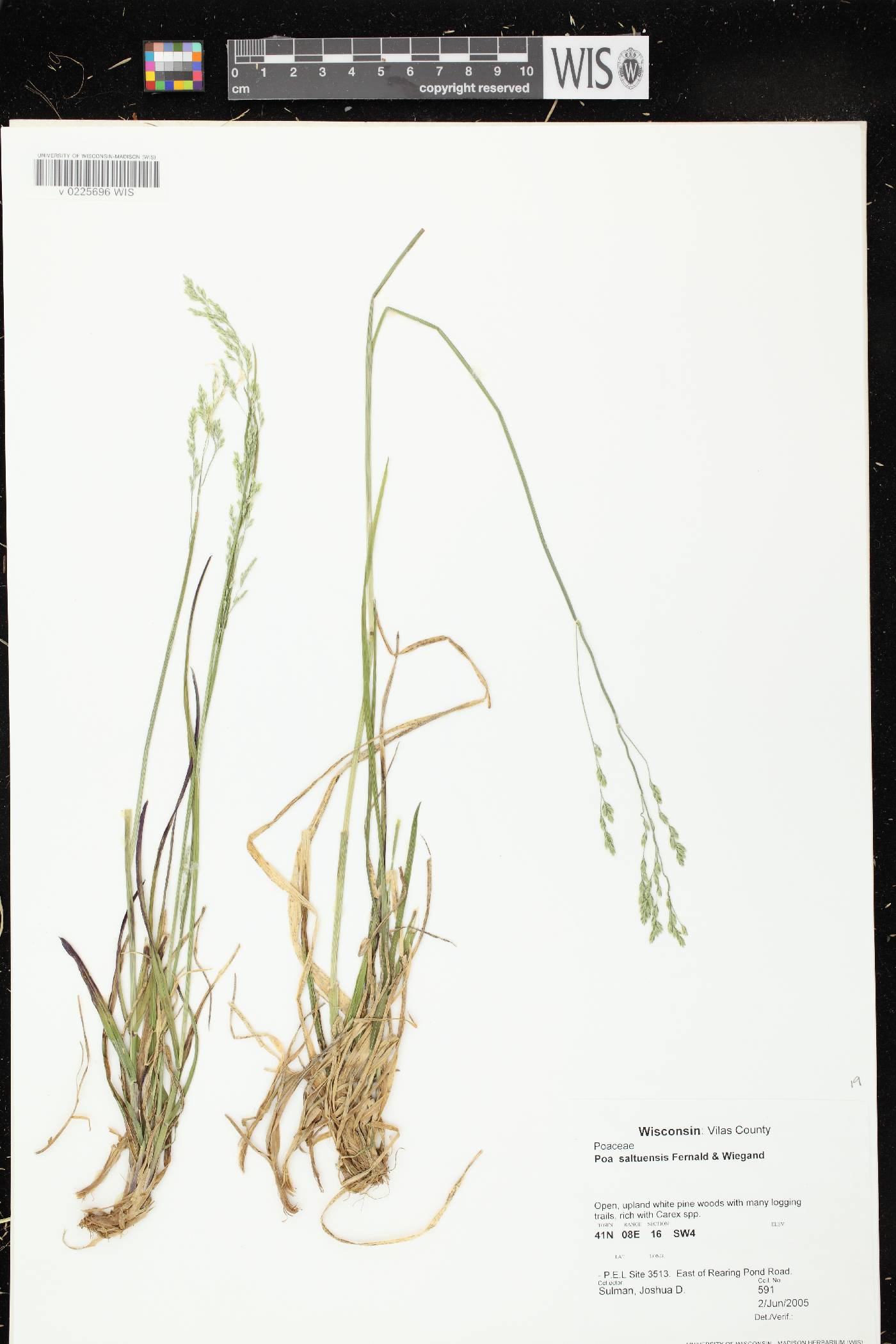 Poa saltuensis image