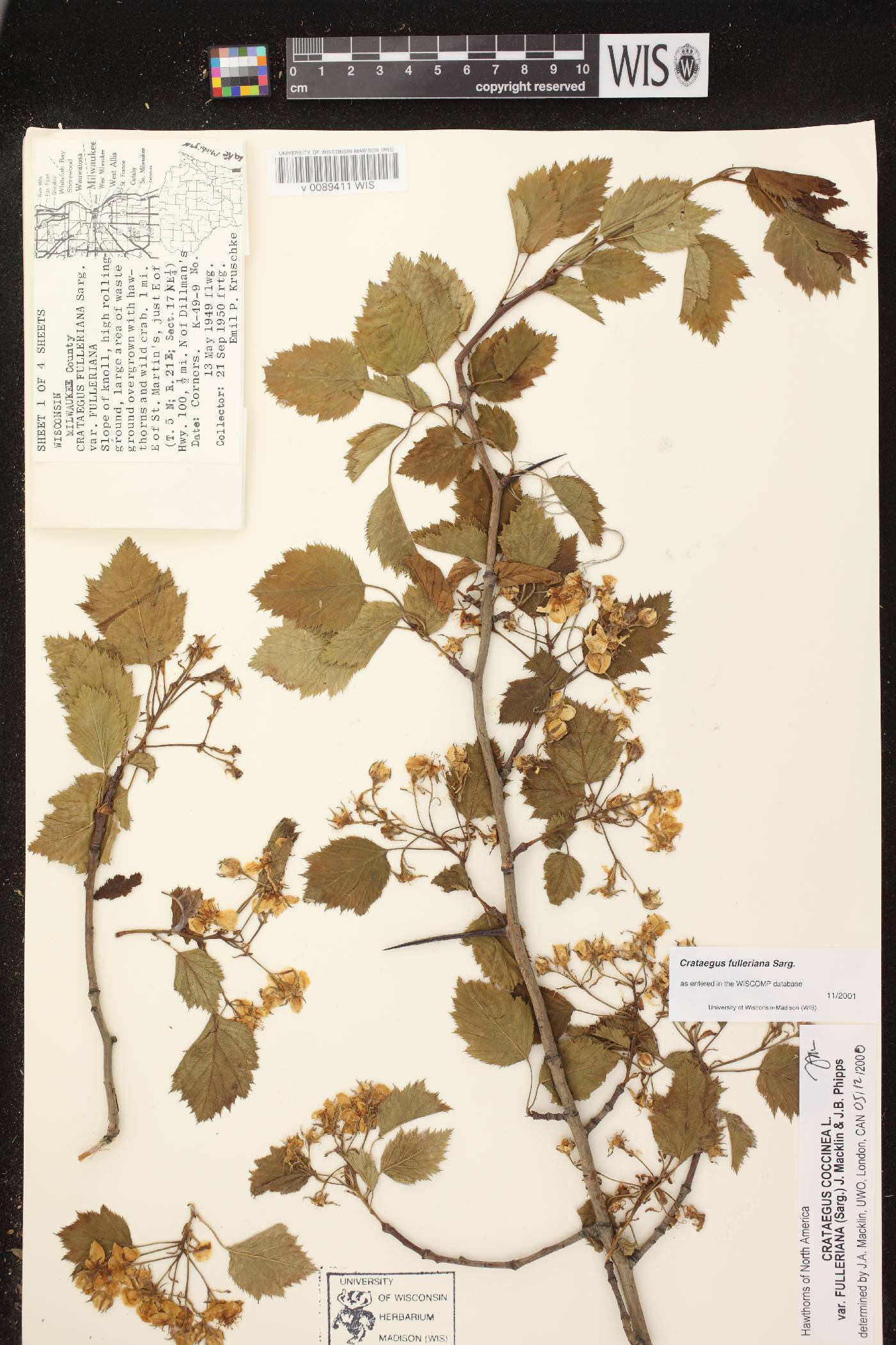 Crataegus coccinea var. fulleriana image