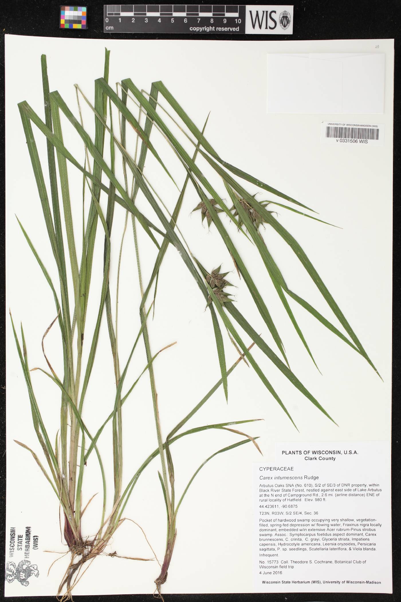 Carex intumescens image