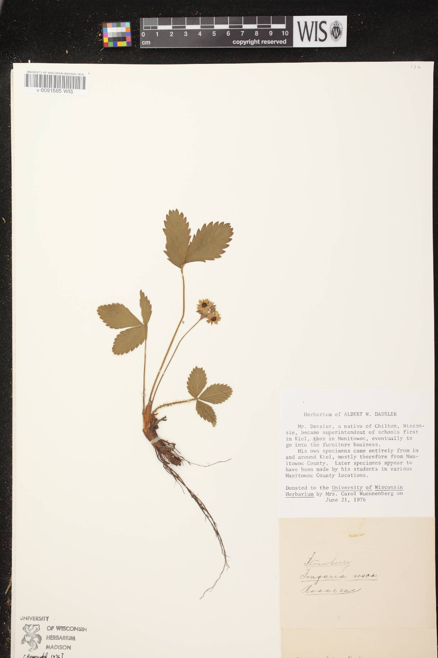 Fragaria vesca subsp. americana image