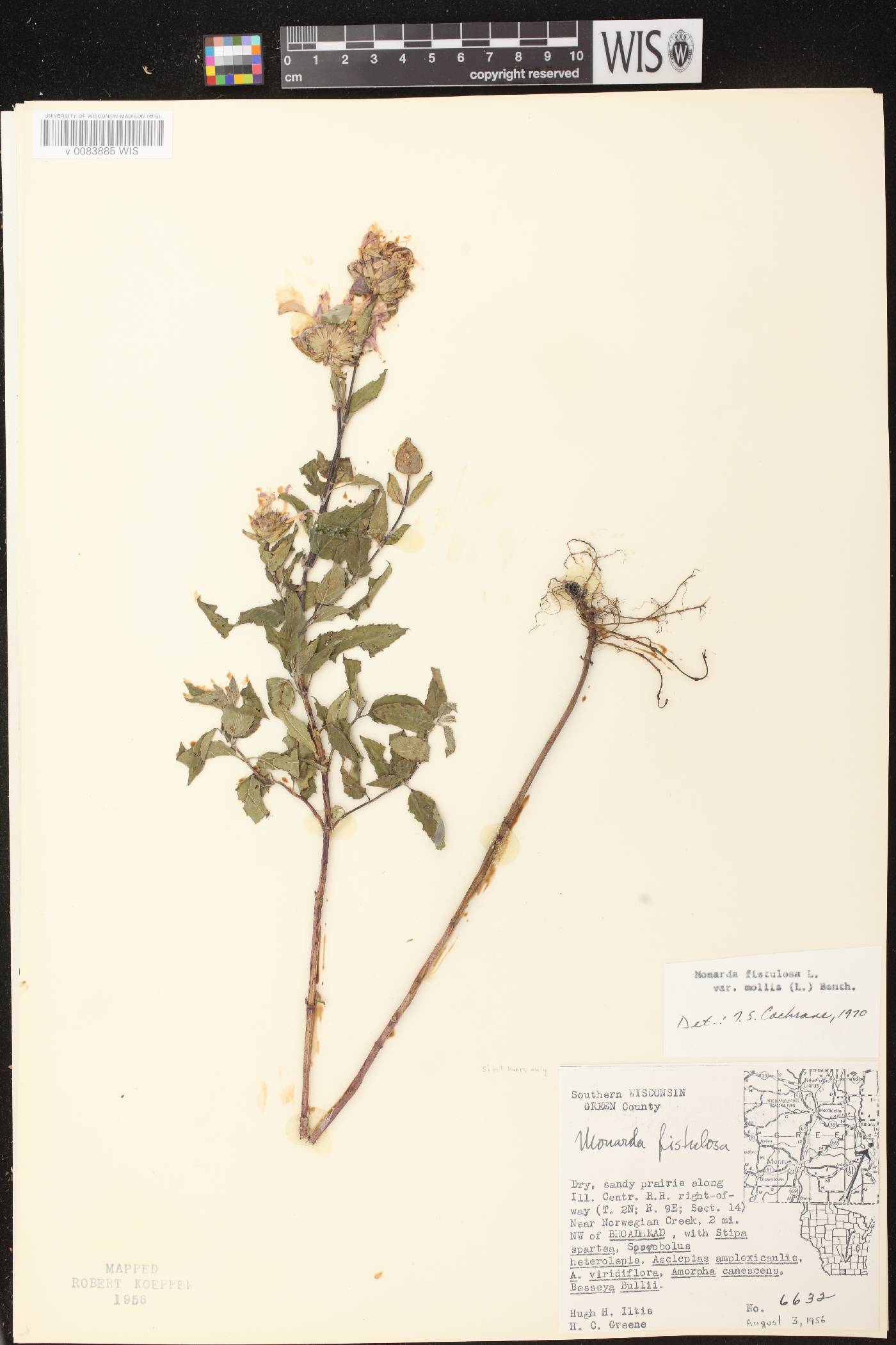 Monarda fistulosa image